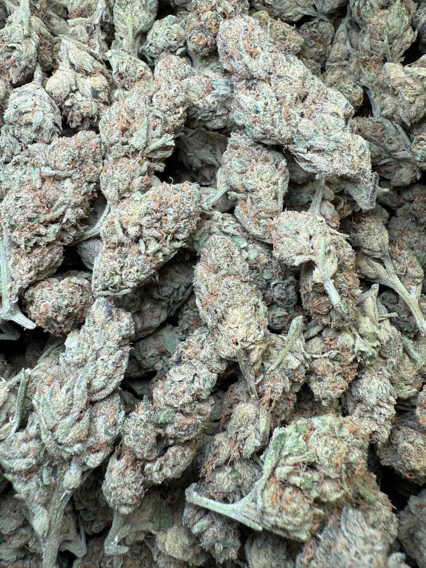 1 Pound - Bubble Gum THCA Strain Frisco Labs