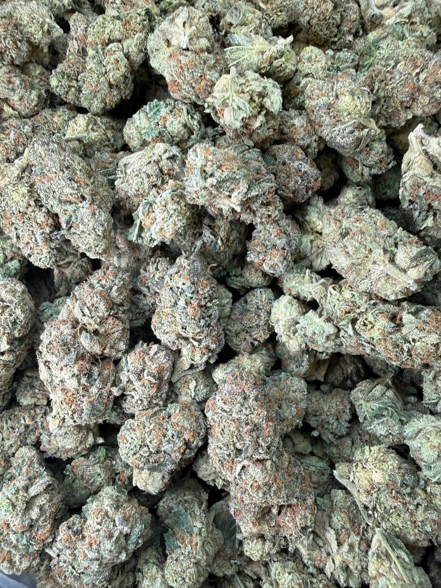 1 Pound - Cereal Milk THCA Strain Frisco Labs