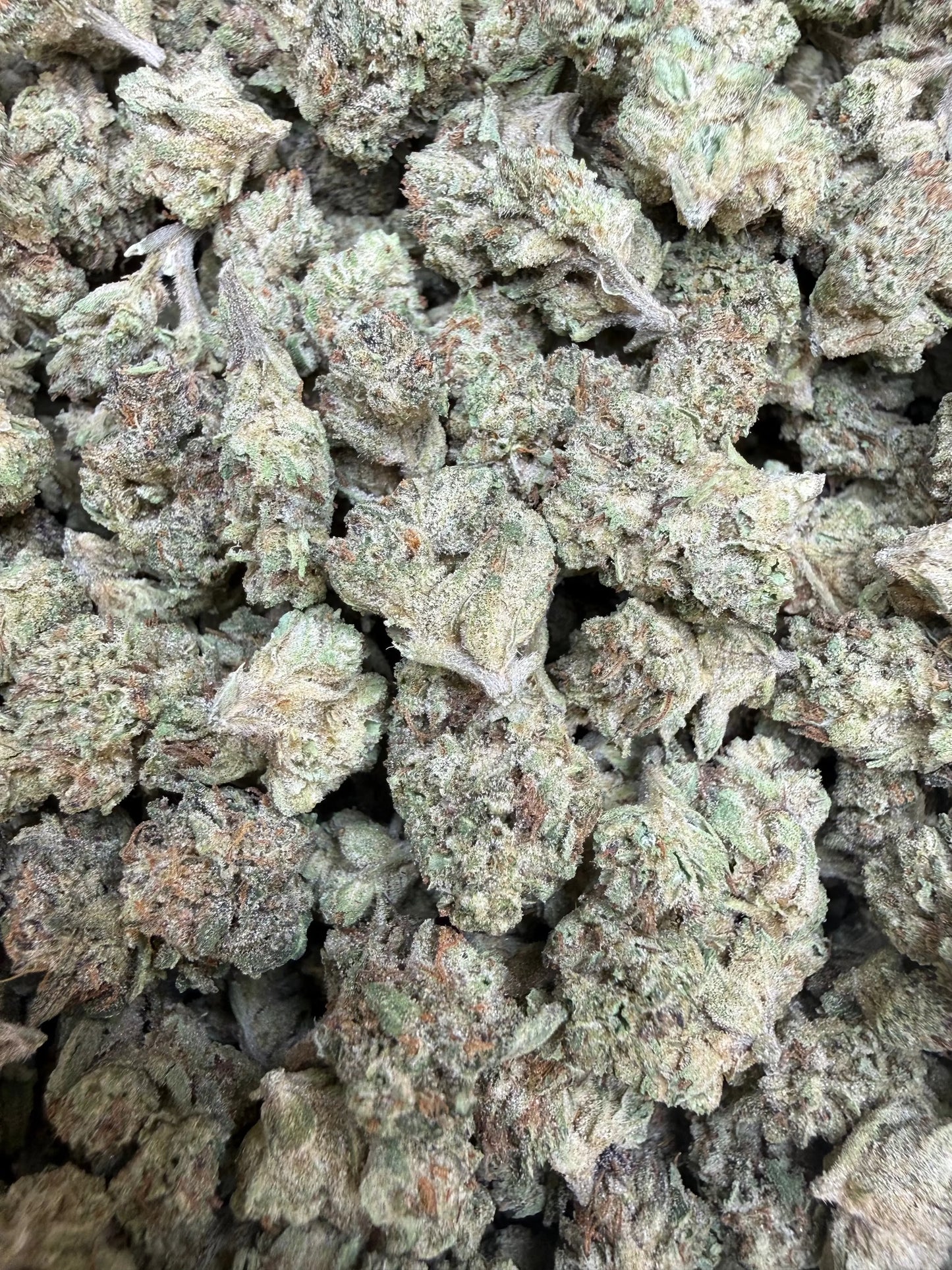 1 Pound - Cereal Milk THCA Strain (Small) Frisco Labs