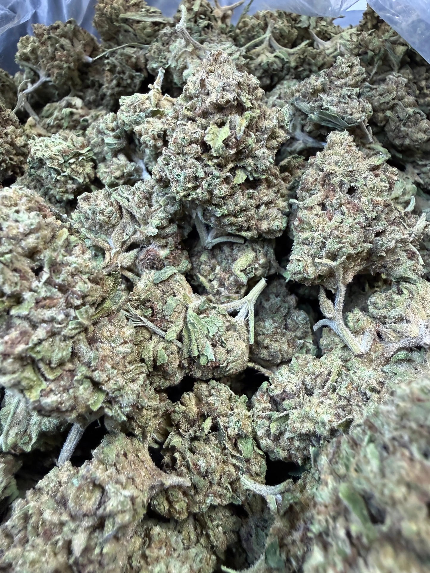 1 Pound - Cream Push Pop Strain Frisco Labs
