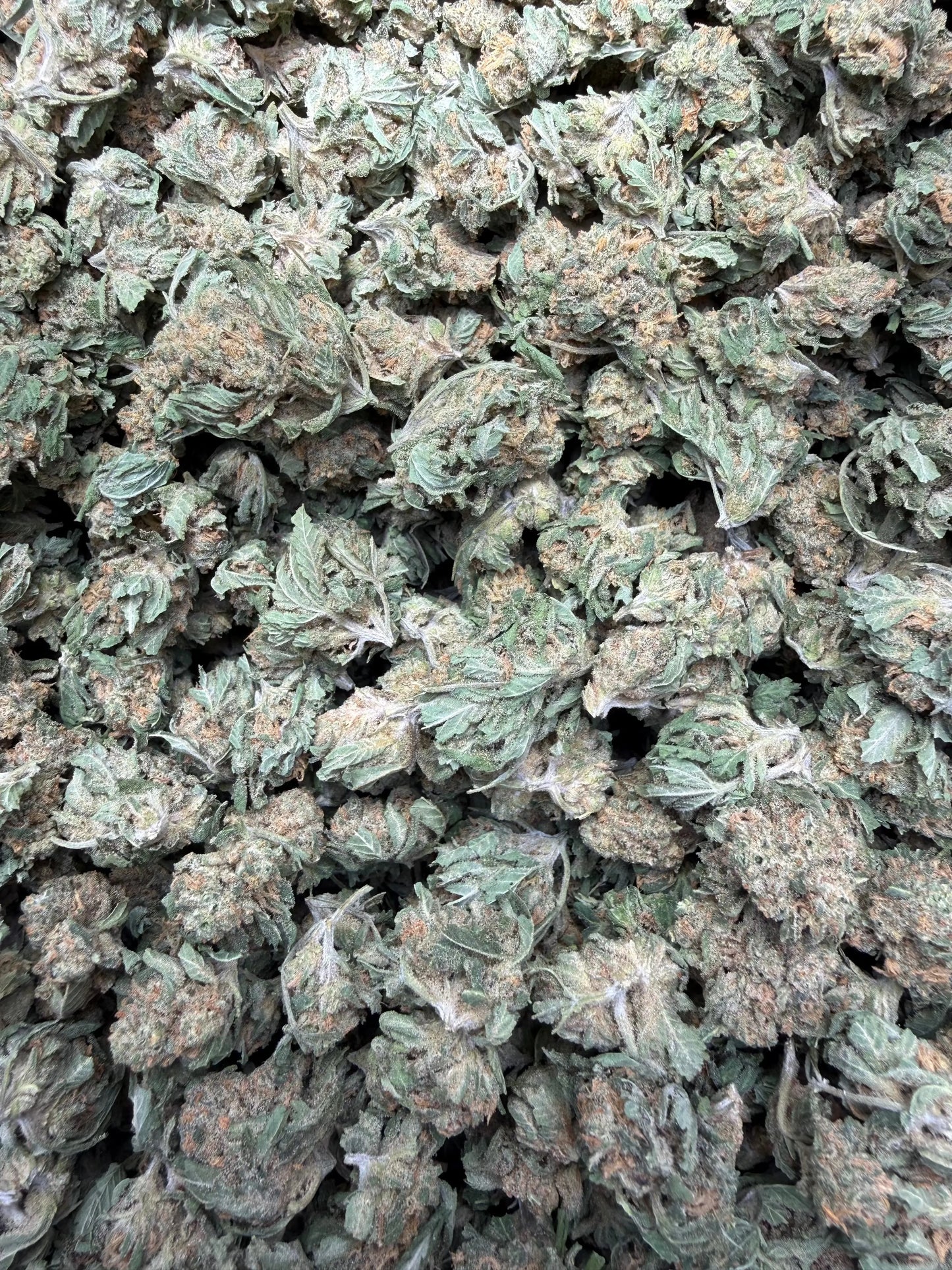 1 Pound - Dream Star THCA Strain (small) Frisco Labs