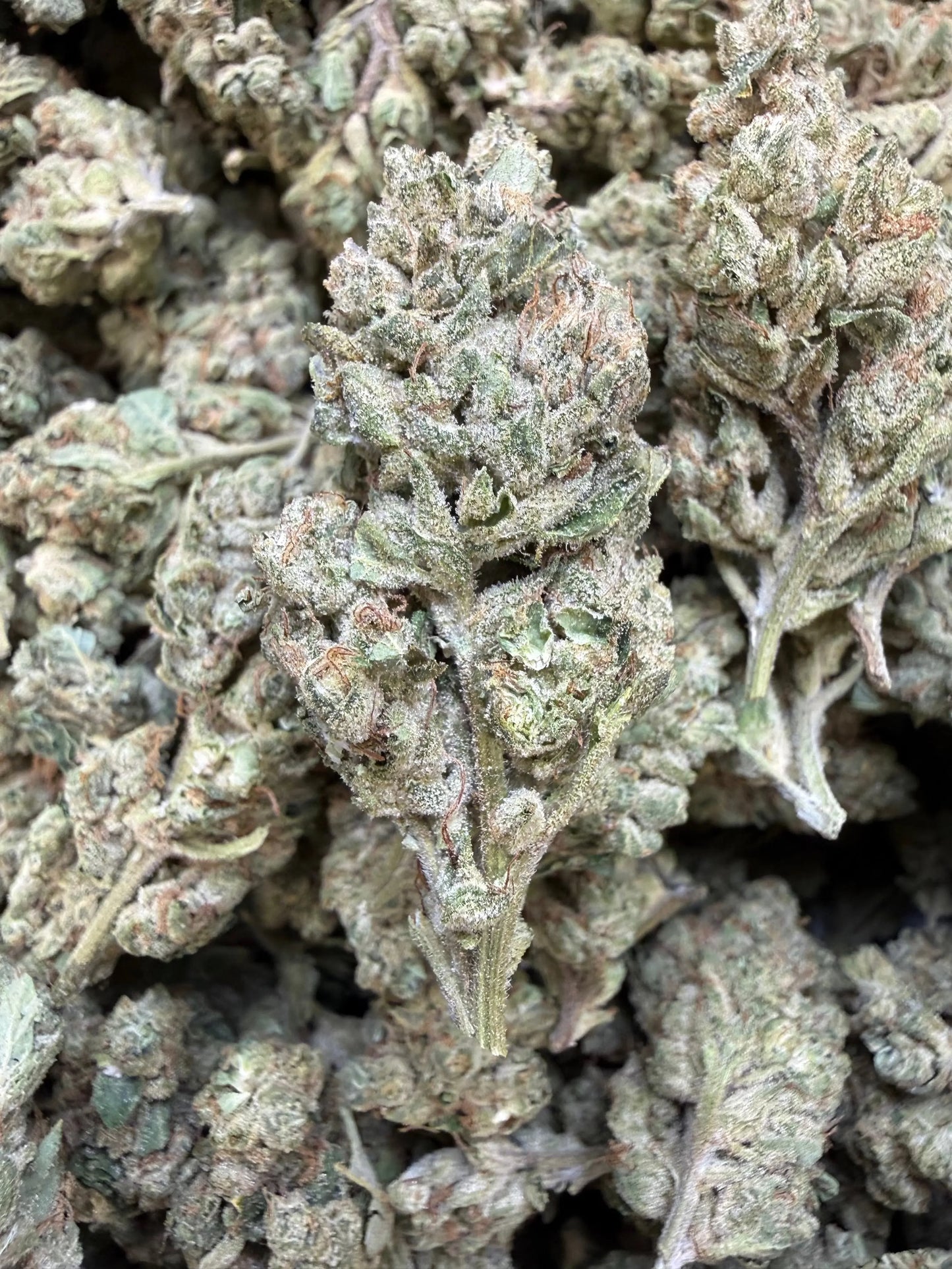1 Pound - Gary Payton Runtz THCA Strain Frisco Labs