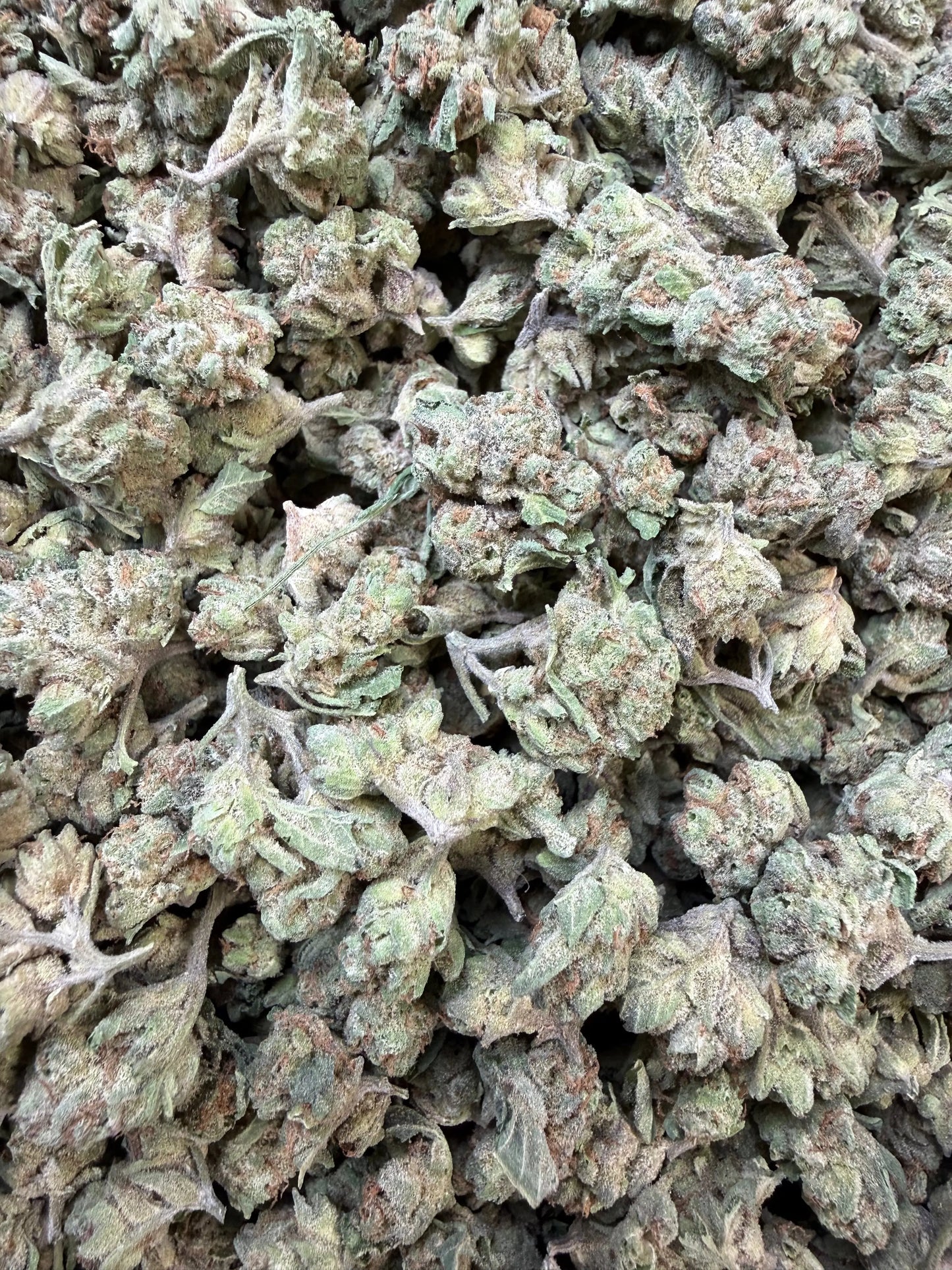 1 Pound - Granny Panties THCA Strain (Small) Frisco Labs