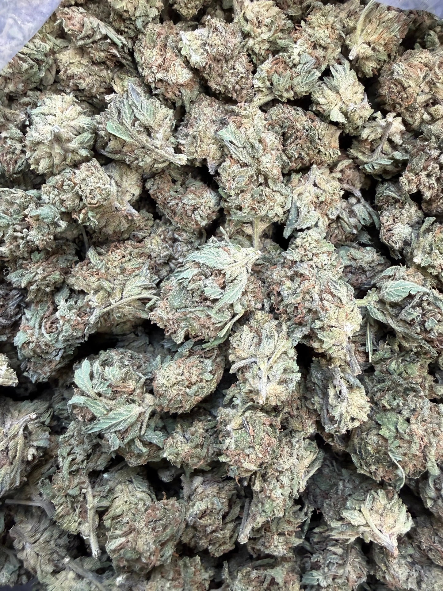1 Pound - King Kong THCA Strain Frisco Labs