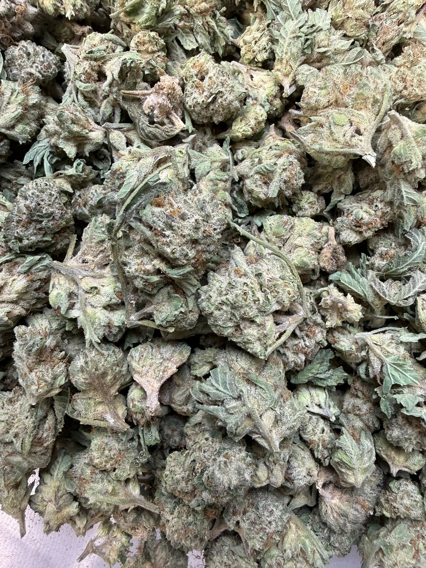 1 Pound - Milky Bread THCA Strain (Small) Frisco Labs