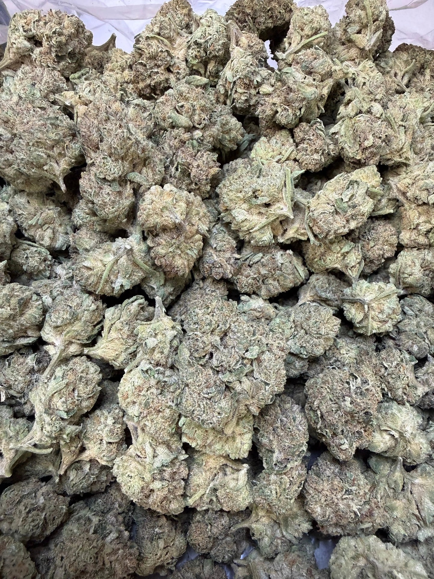 1 Pound - Purple Certz THCA Strain Frisco Labs