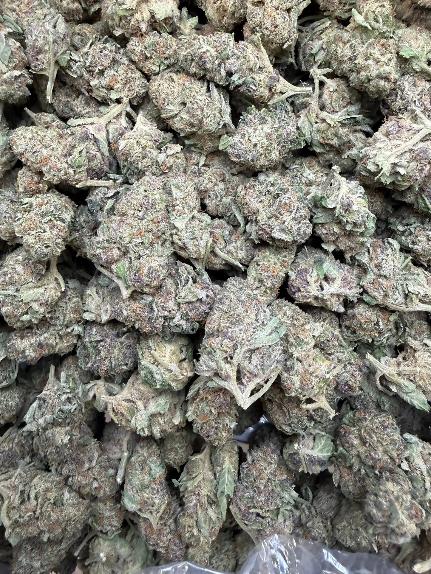 1 Pound - Purple Sunset BX2 THCA Strain Frisco Labs