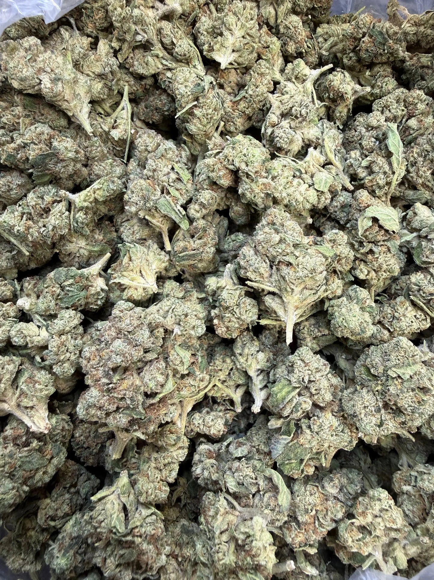 1 Pound - Slurricane THCA Strain Frisco Labs