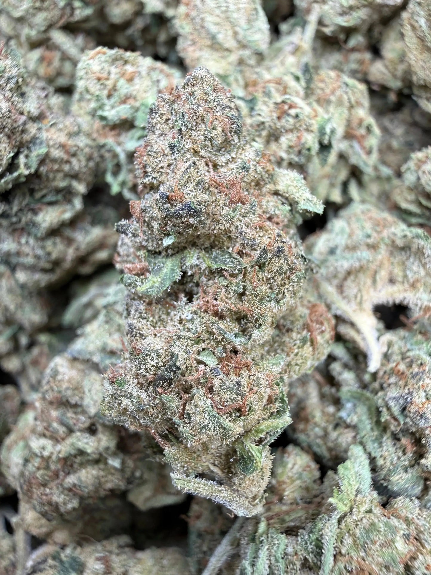 1 Pound - Space Queen THCA Strain Frisco Labs