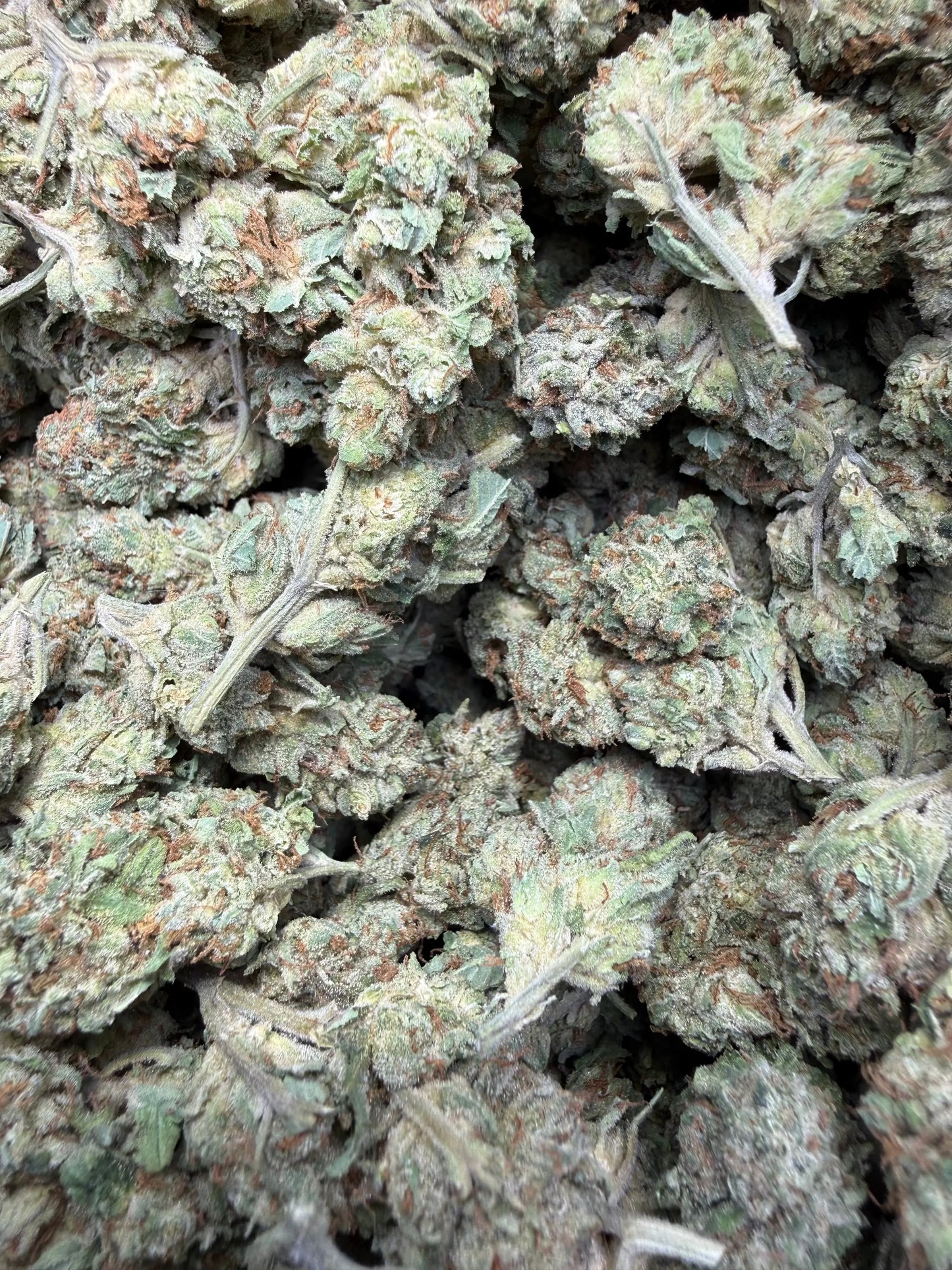 1 Pound - Venom OG THCA Strain Frisco Labs