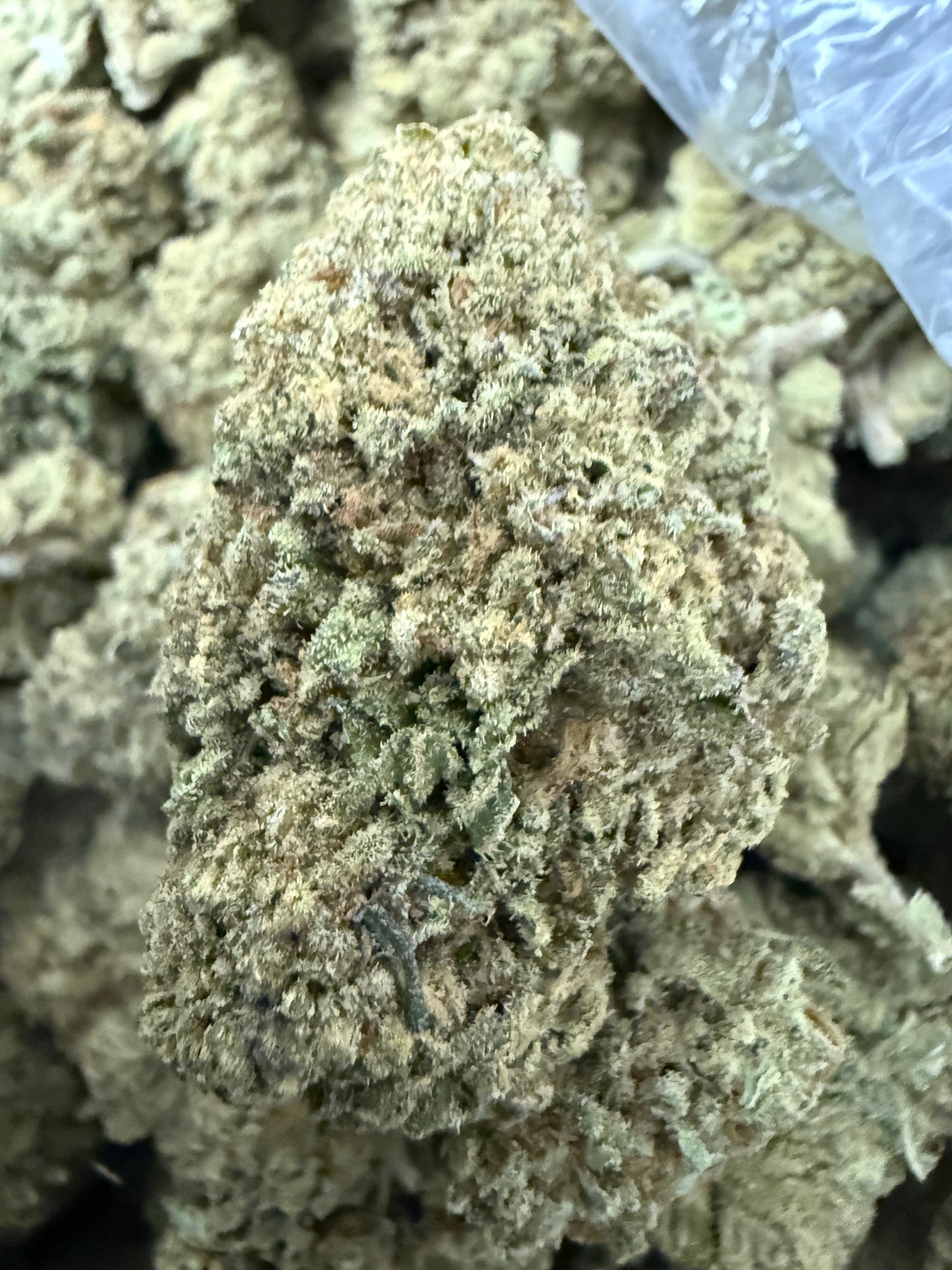 1 Pound of Sherb BX1 THCA FL Fulfillment Center