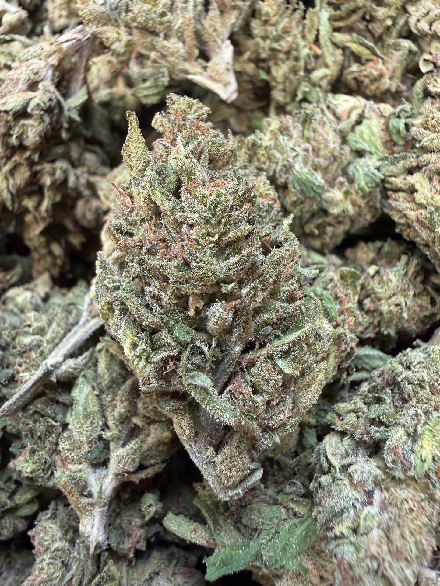 1 Pound - Blueberry X Blue Dream THCA Flower