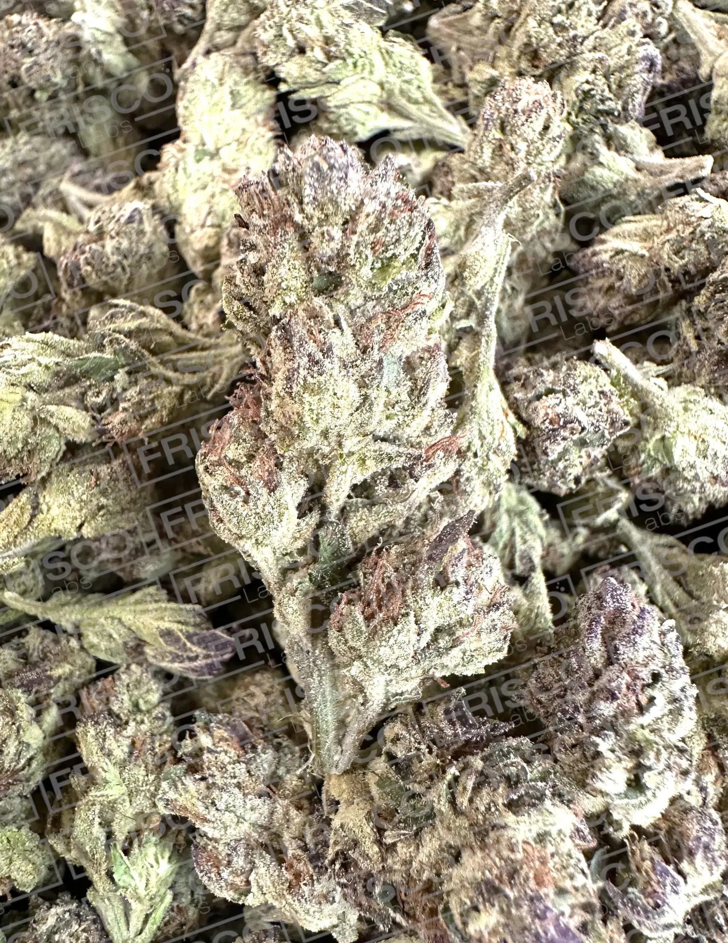 Frisco Labs - Exotic Pink Panties THCA