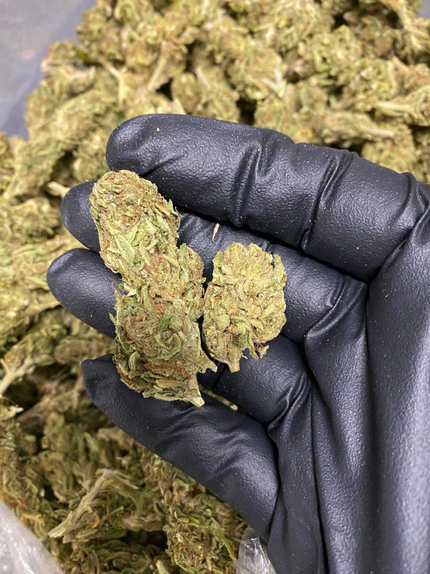 Harlequin THCA - Frisco Labs