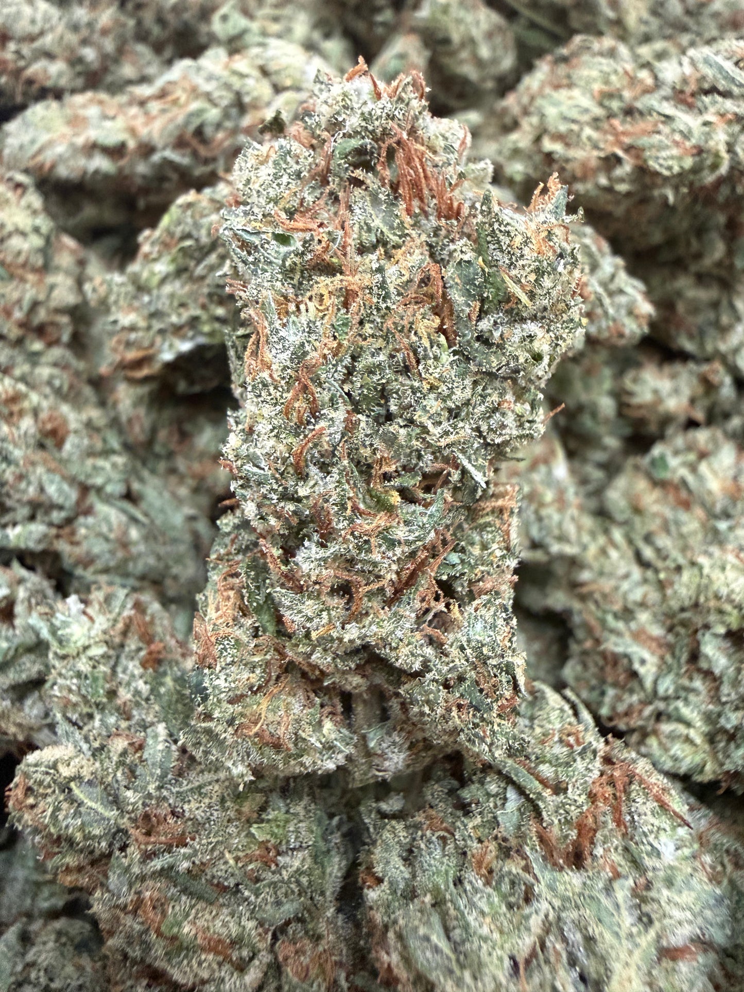 1 Pound - Lilac Jack THCA Flower