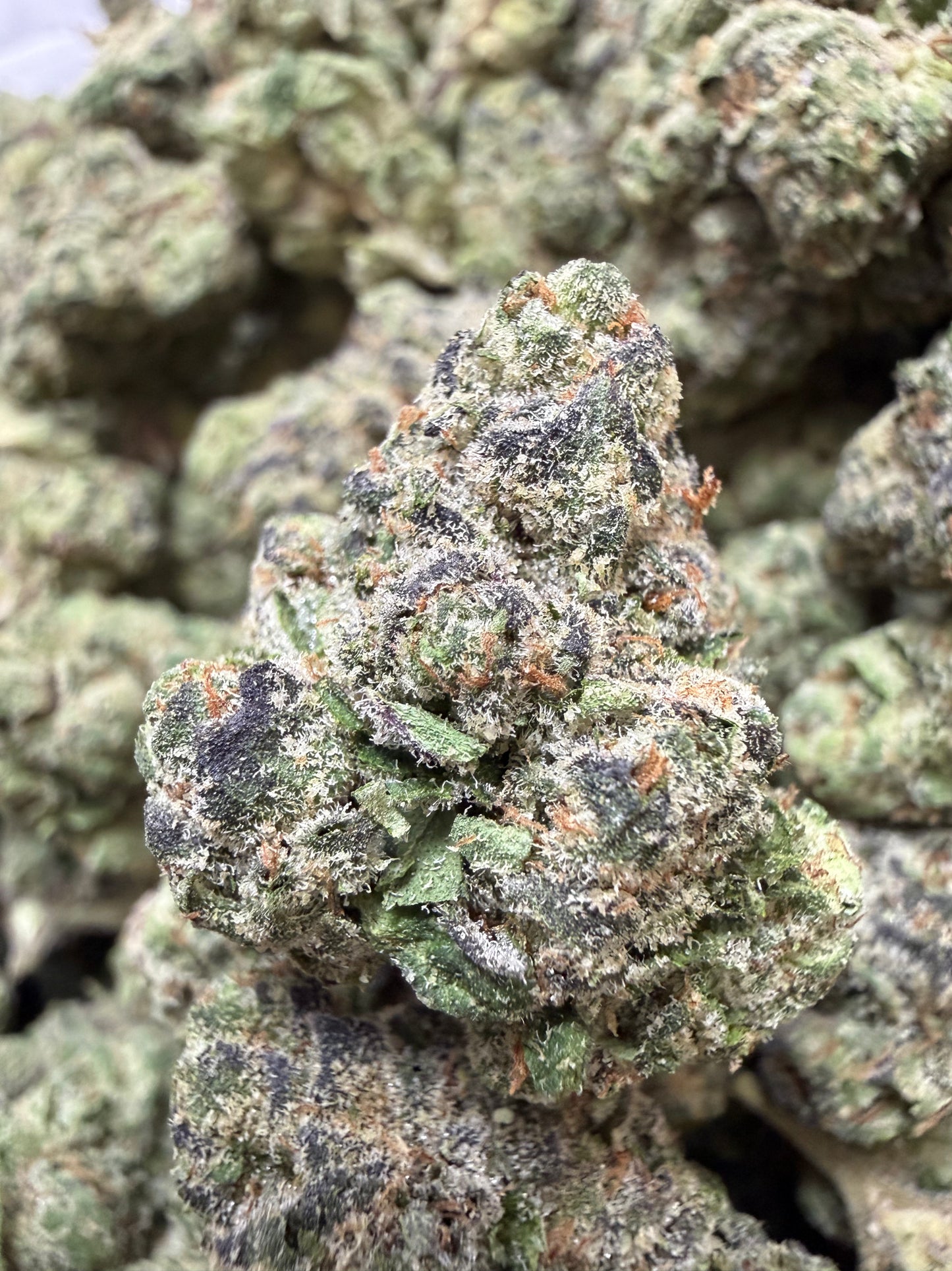 1 Pound - Jealousy Runtz THCA Flower