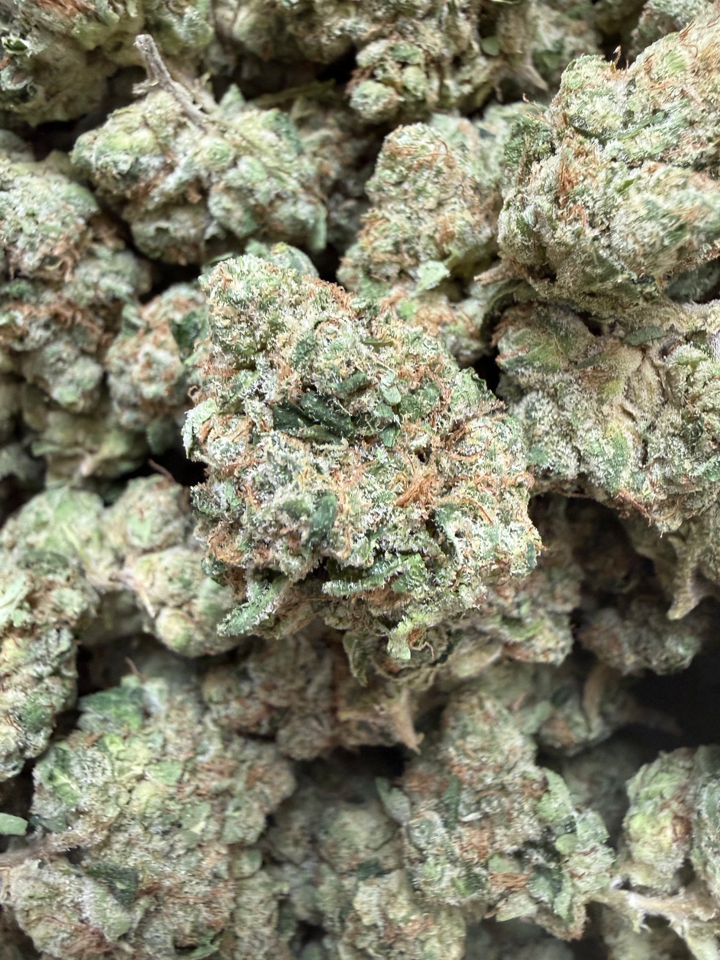 1 Pound - Gelato Mintz THCA Flower