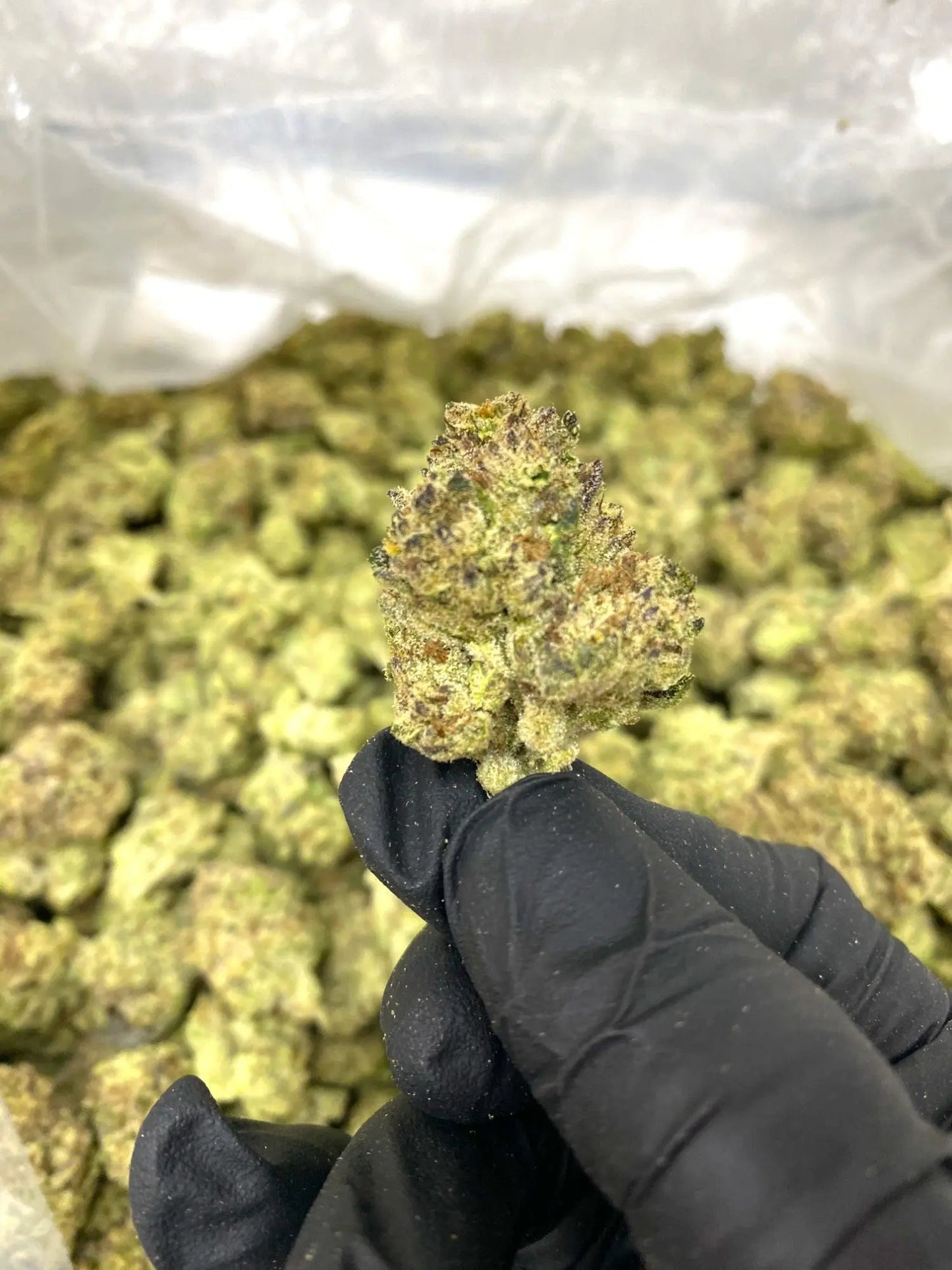 Runtz THCA Frisco Labs