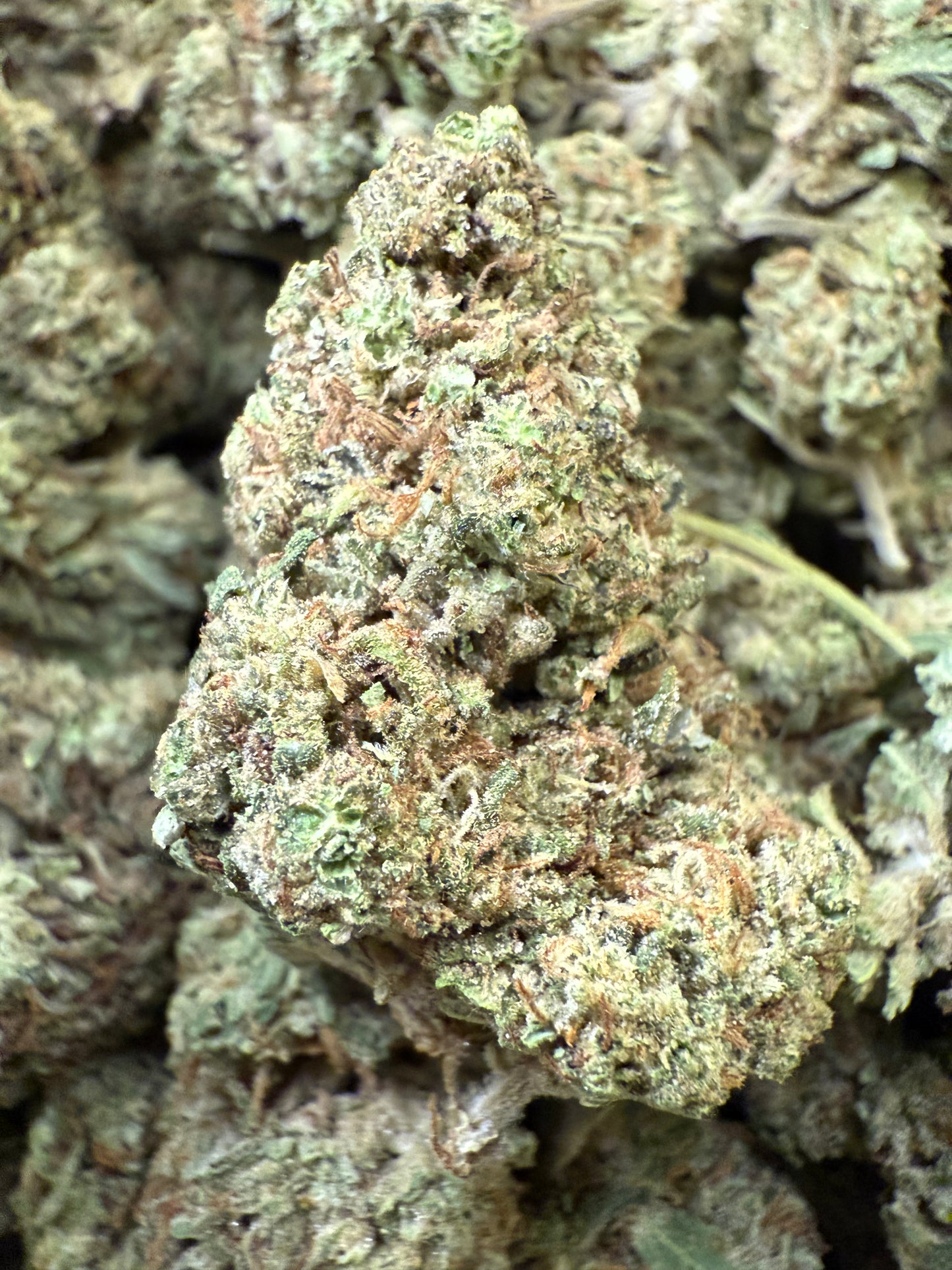 Space Burger THCA Strain Frisco Labs