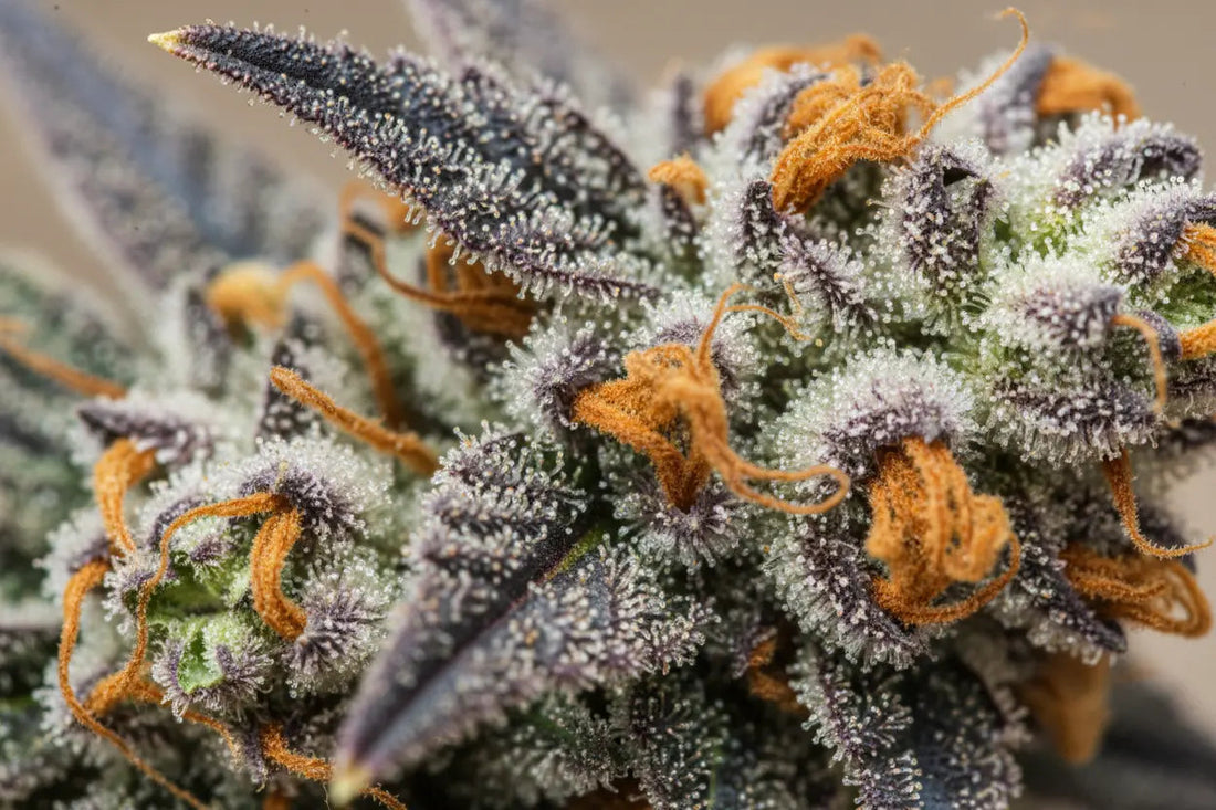 Best THCA Strains in 2026: Top Hemp Flower Picks for Potency & Flavor FriscoLabs.com