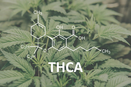 Understanding THCA in Cannabis: Effects, Benefits & Risks in 2026 FriscoLabs.com