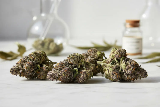 The Complete Guide to THCA Flower: Effects, Legality, Strength & Buying Tips (2026) FriscoLabs.com