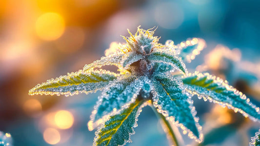 Bulk Wholesale THCA Flower: Health Benefits Guide - Frisco Labs Fulfillment Center