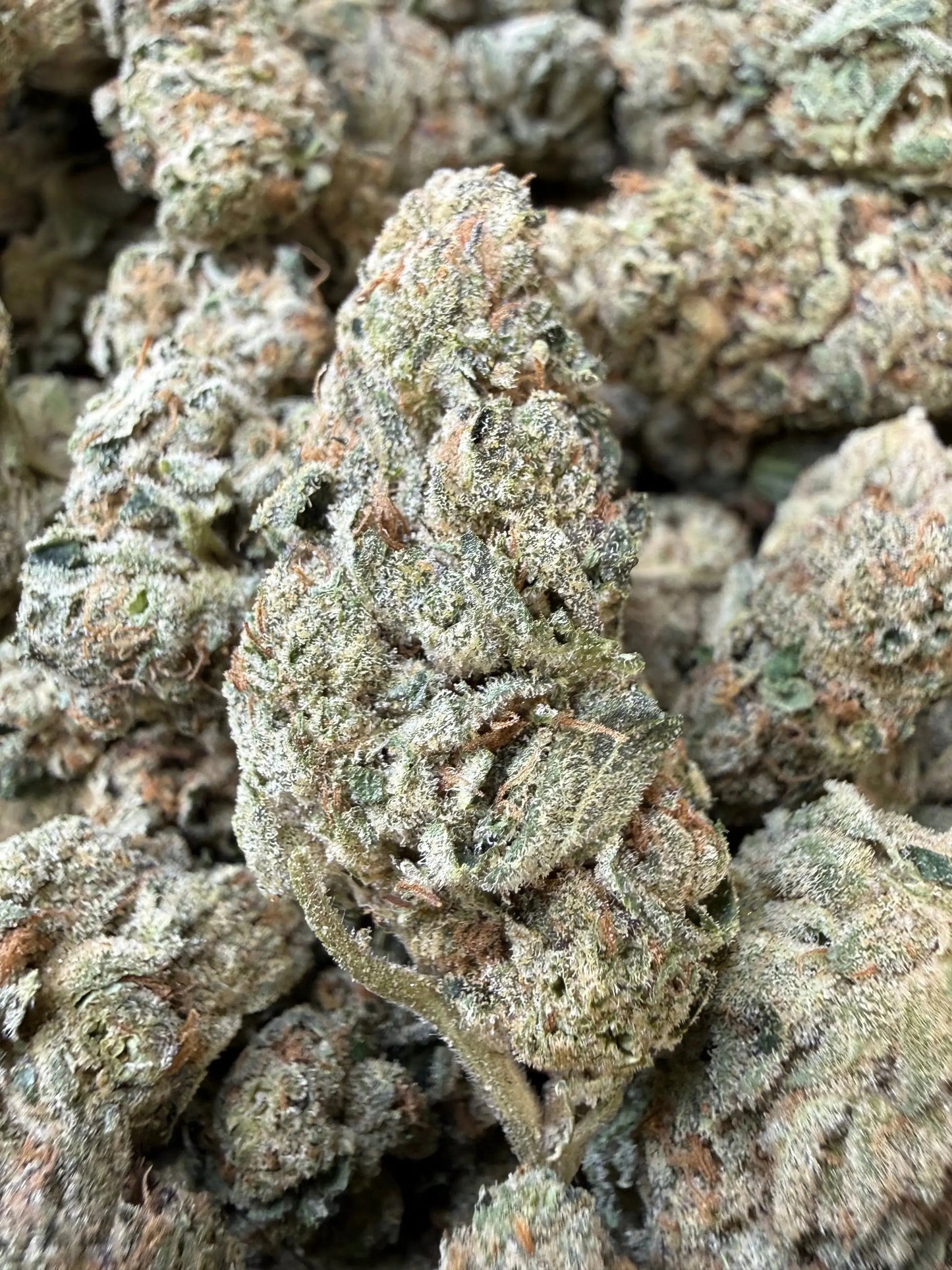 1/2 Pound - Ice Cream Pie THCA Strain Frisco Labs