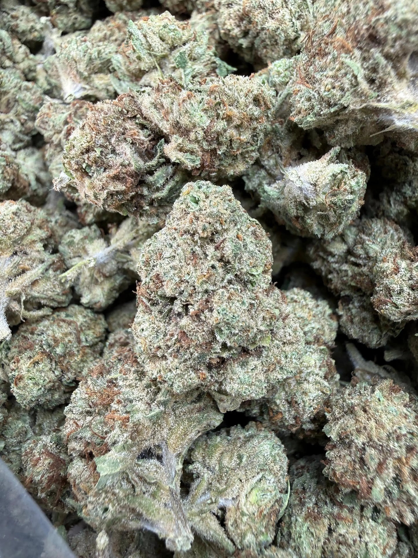 1 Pound - Permanent Marker THCA Strain Frisco Labs