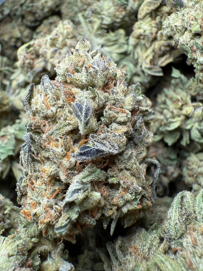 1 Pound Fat Boy OG THCA FL Fulfillment Center