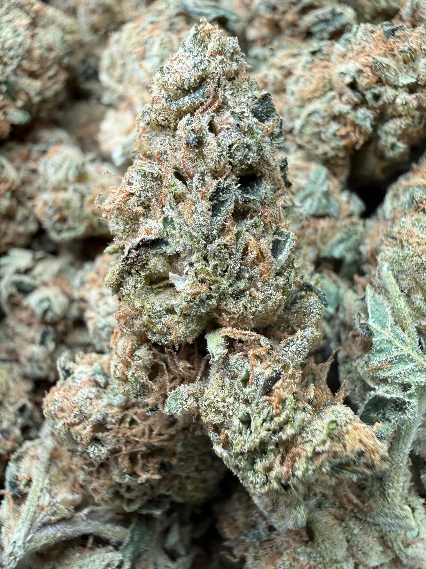 1 Pound - Gorilla Glue THCA Strain Frisco Labs