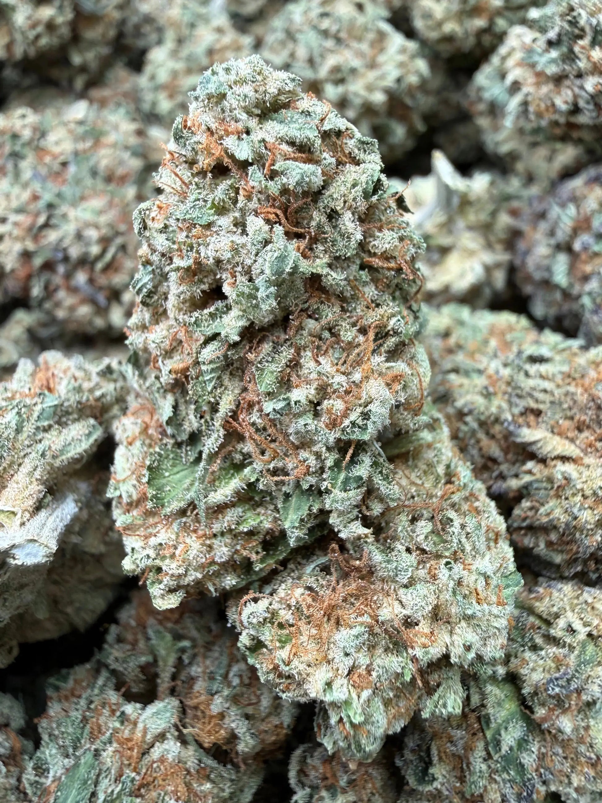 1/4 Pound -   Lemon Cake THCA Strain Frisco Labs