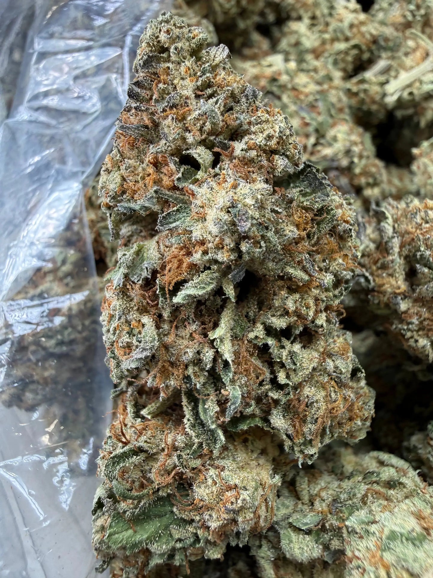 1/4 Pound -   Lemon Cake THCA Strain Frisco Labs
