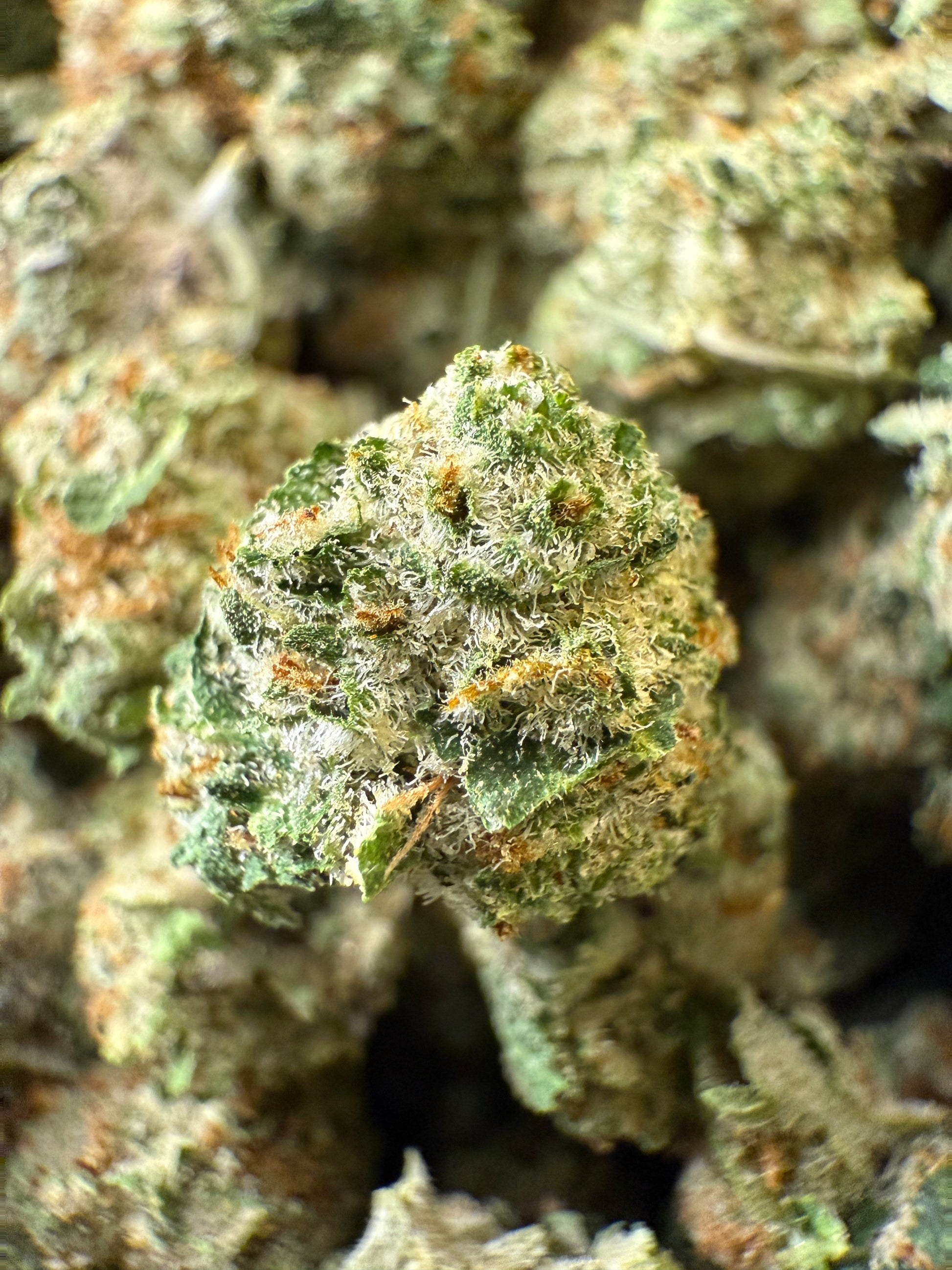 1 Pound - AAA Blue Tangie Zkittlez THCA (Small) Frisco Labs