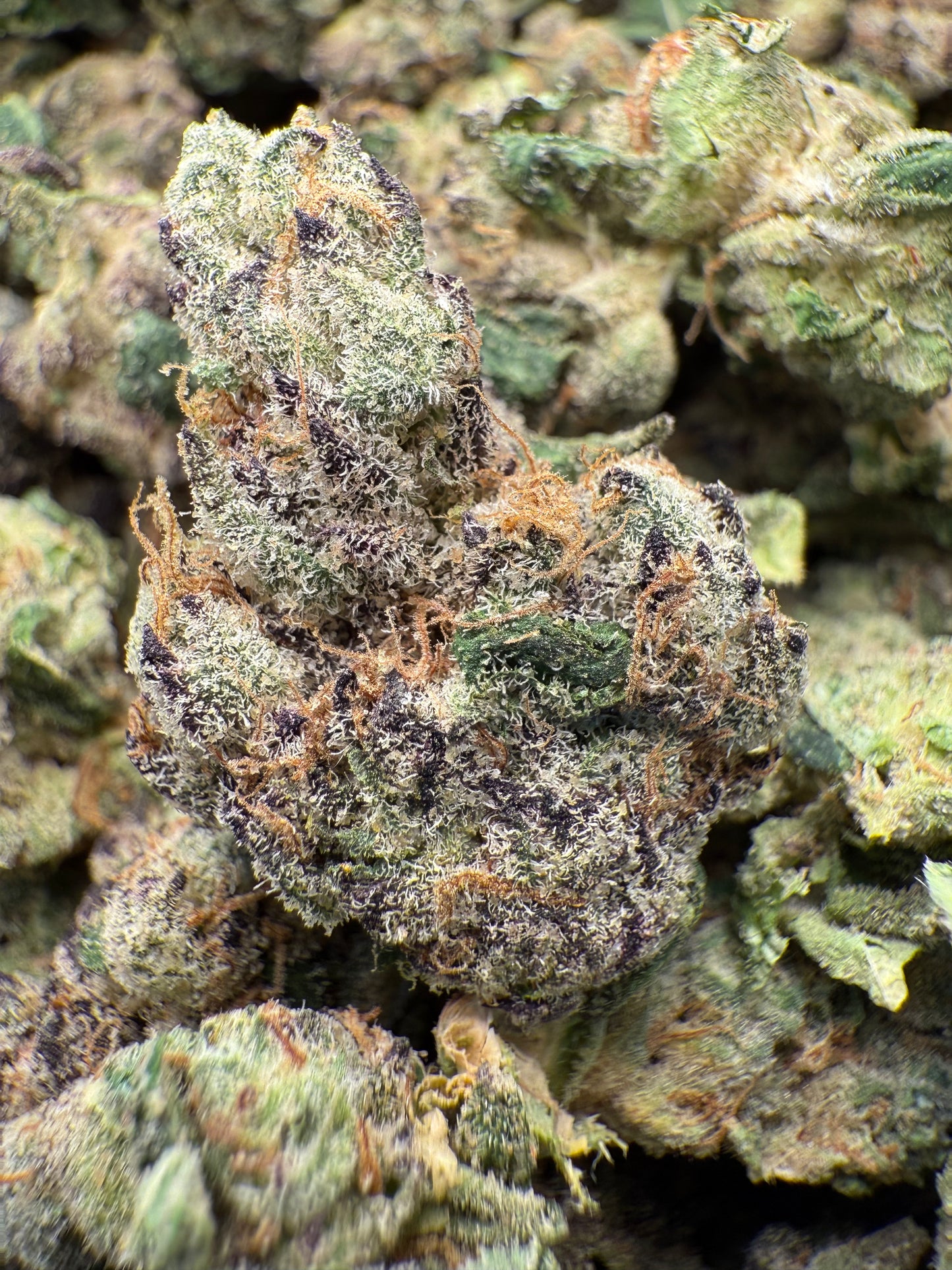 1 Pound AAA - Gary Payton Runtz THCA Strain (Small) Frisco Labs