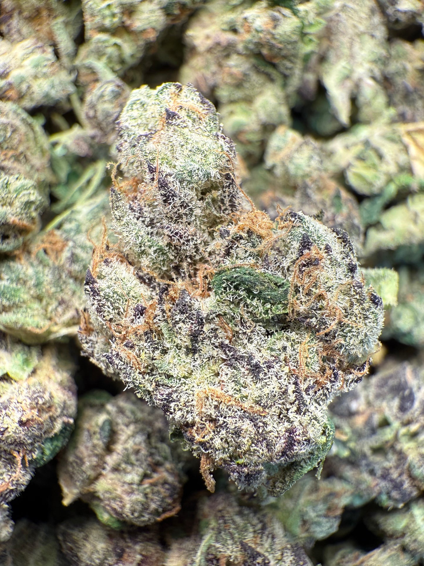 1 Pound AAA - Gary Payton Runtz THCA Strain (Small) Frisco Labs