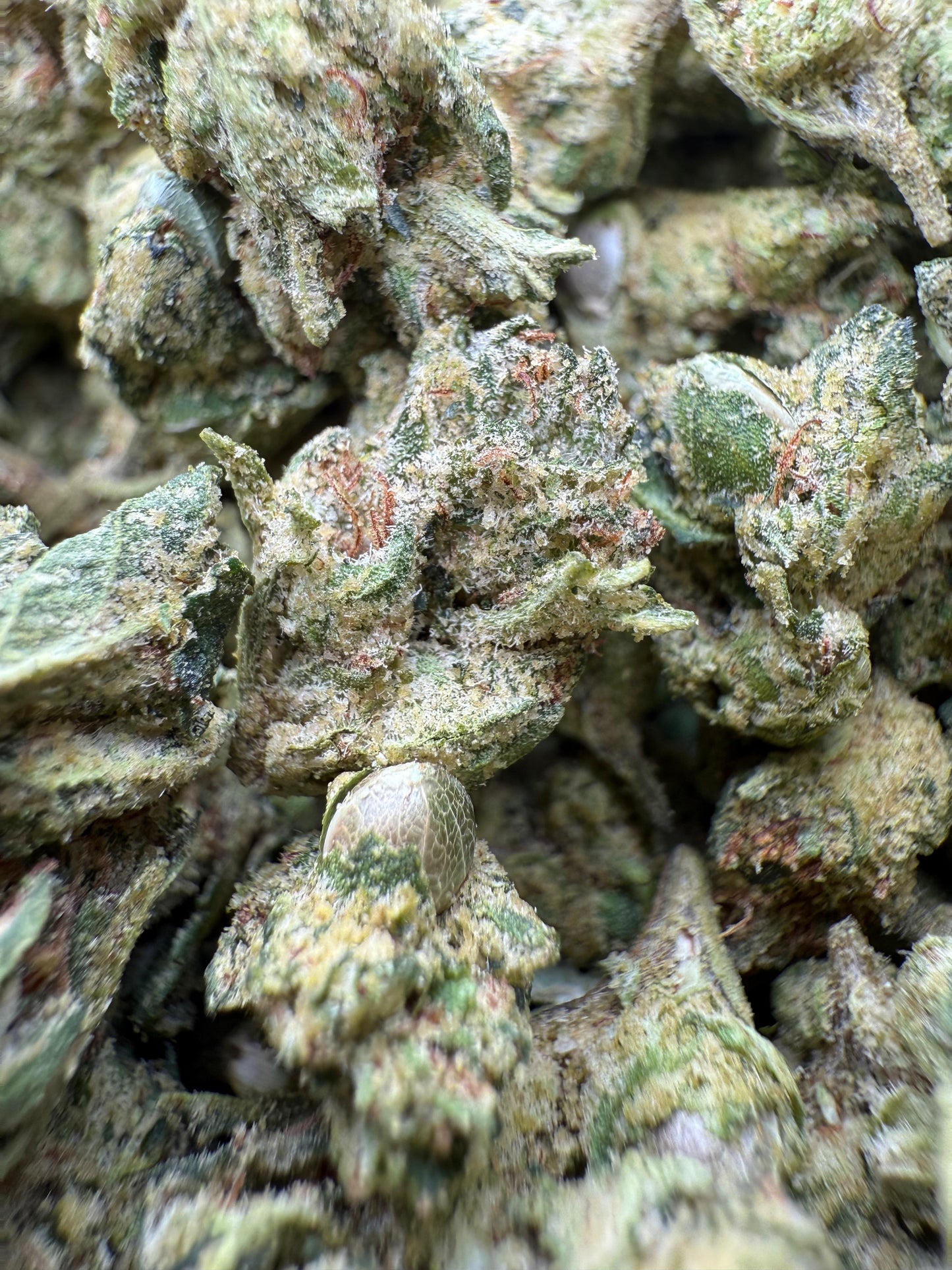 1 Pound - AAA - Georgia Pie THCA Strain (Smalls)- Frisco Labs Fulfillment Center