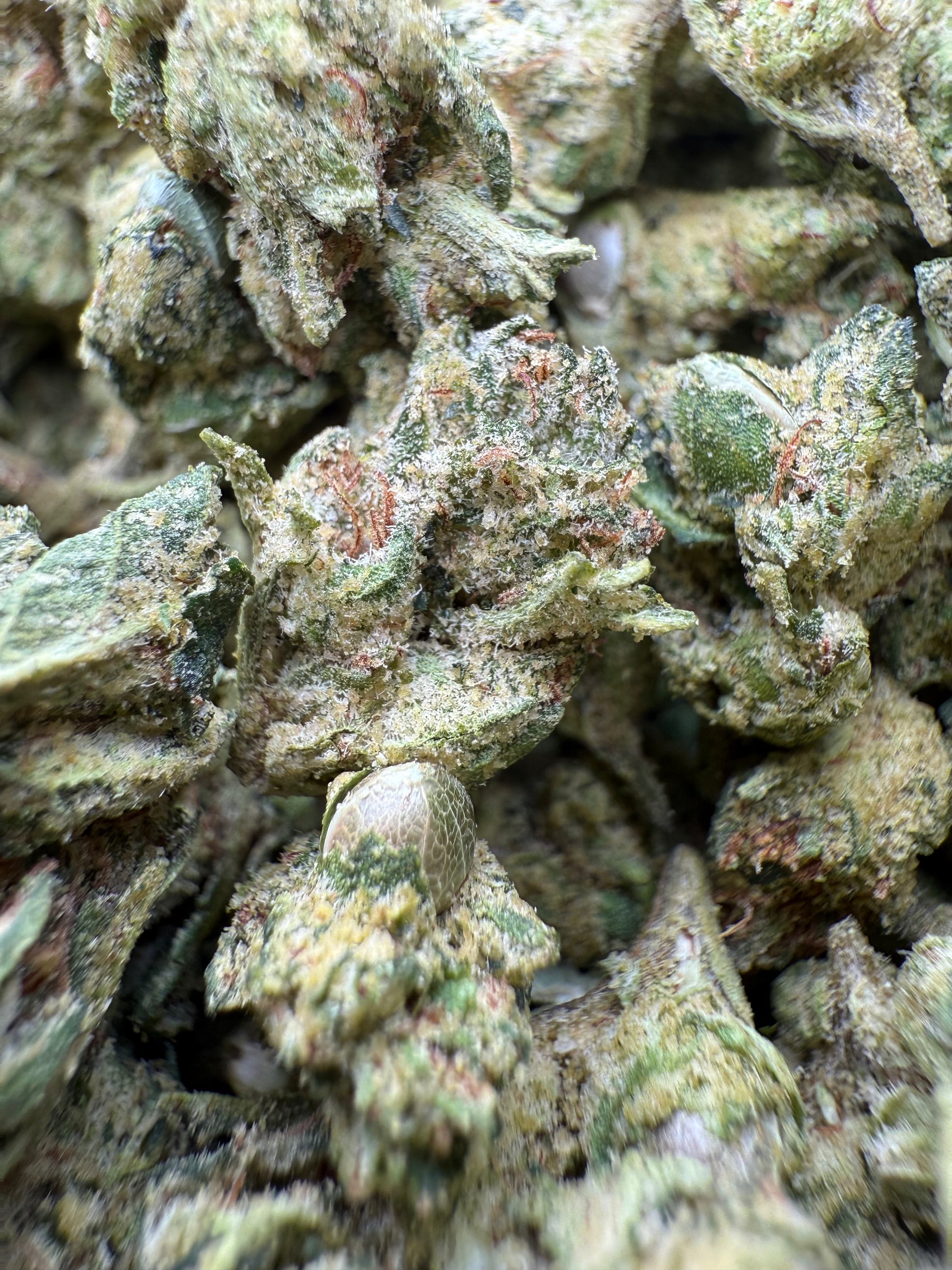 1 Pound - AAA - Georgia Pie THCA Strain (Smalls)- Frisco Labs Fulfillment Center