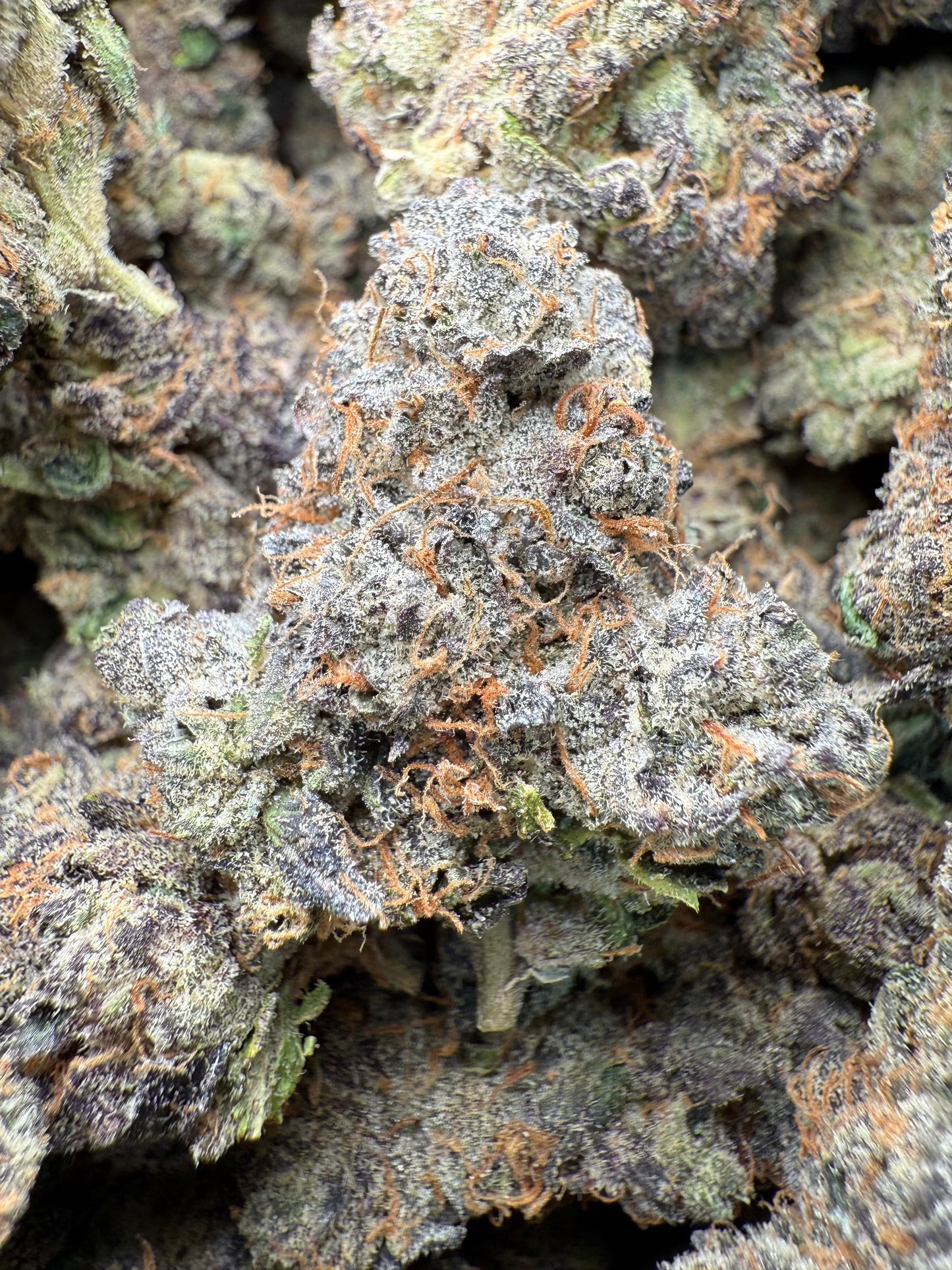 1 Pound AAA - Gary Payton Runtz THCA Strain Frisco Labs