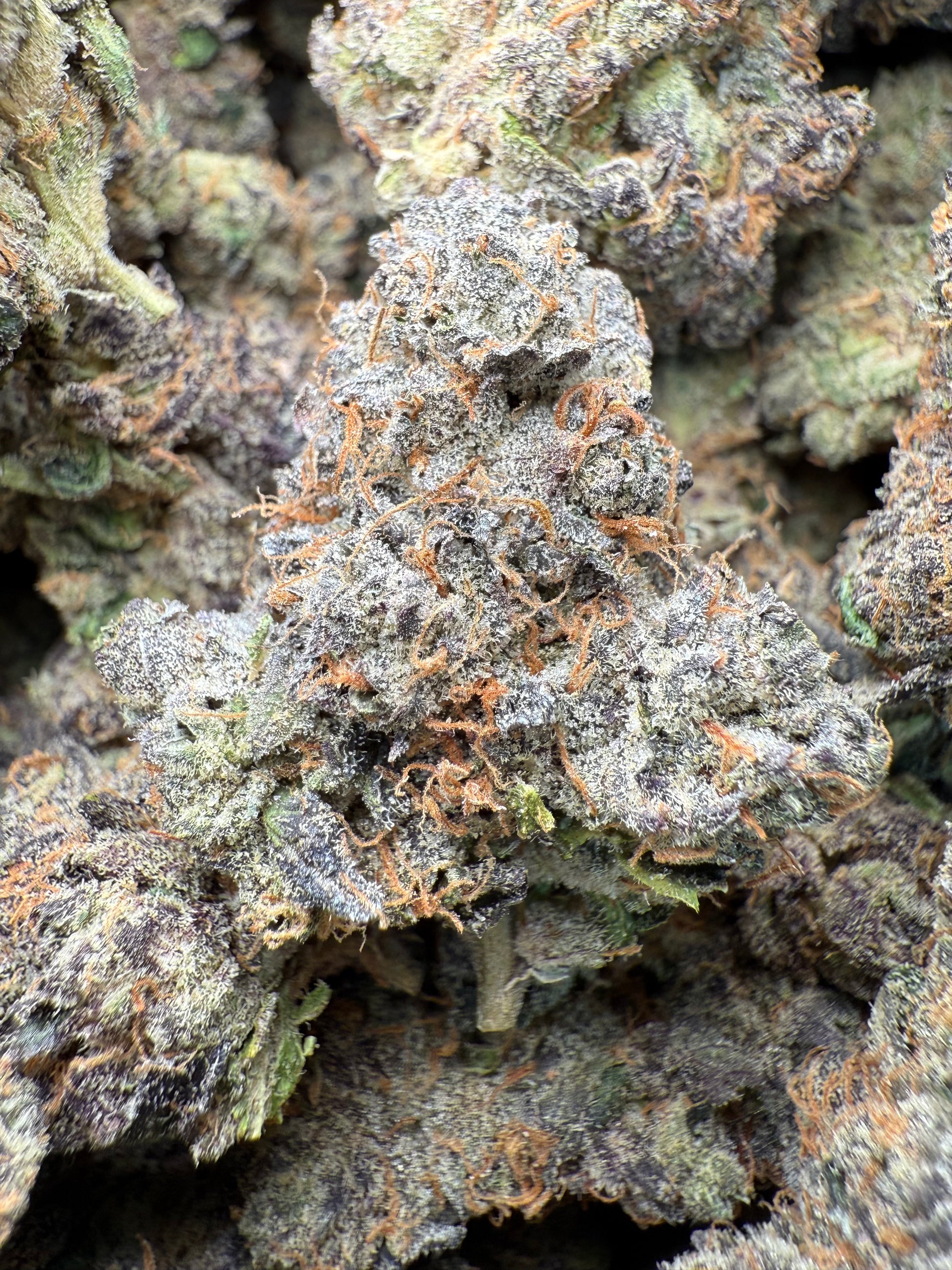 1 Pound AAA - Gary Payton Runtz THCA Strain Frisco Labs