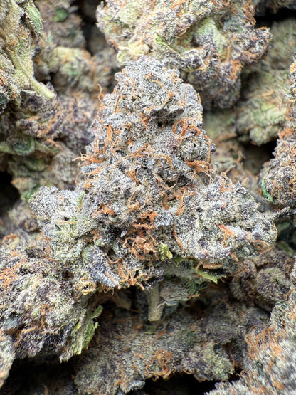 1 Pound AAA - Gary Payton Runtz THCA Strain Frisco Labs