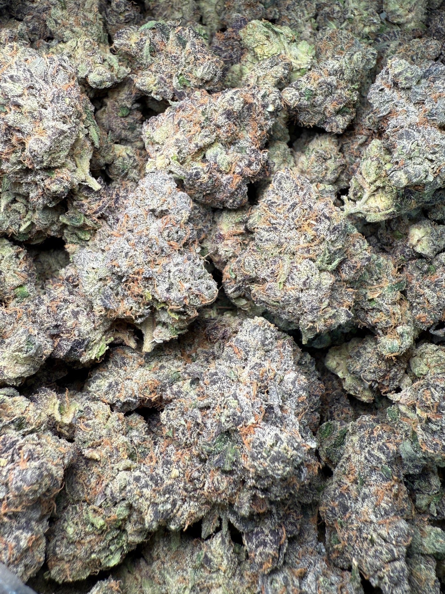 1 Pound AAA - Gary Payton Runtz THCA Strain Frisco Labs