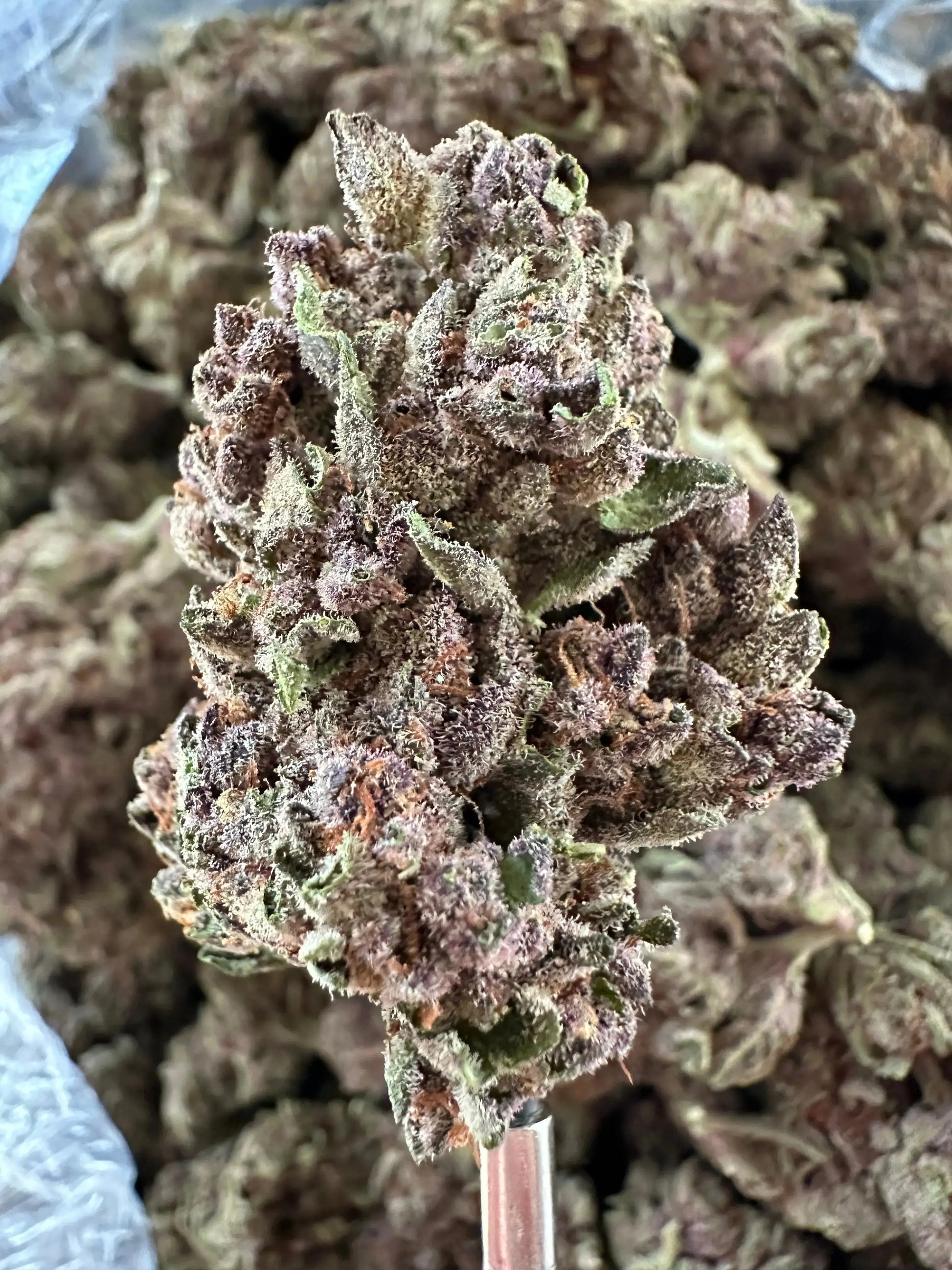 Frisco Labs - Exotic Indoor Tropicanna Cherry THCA 