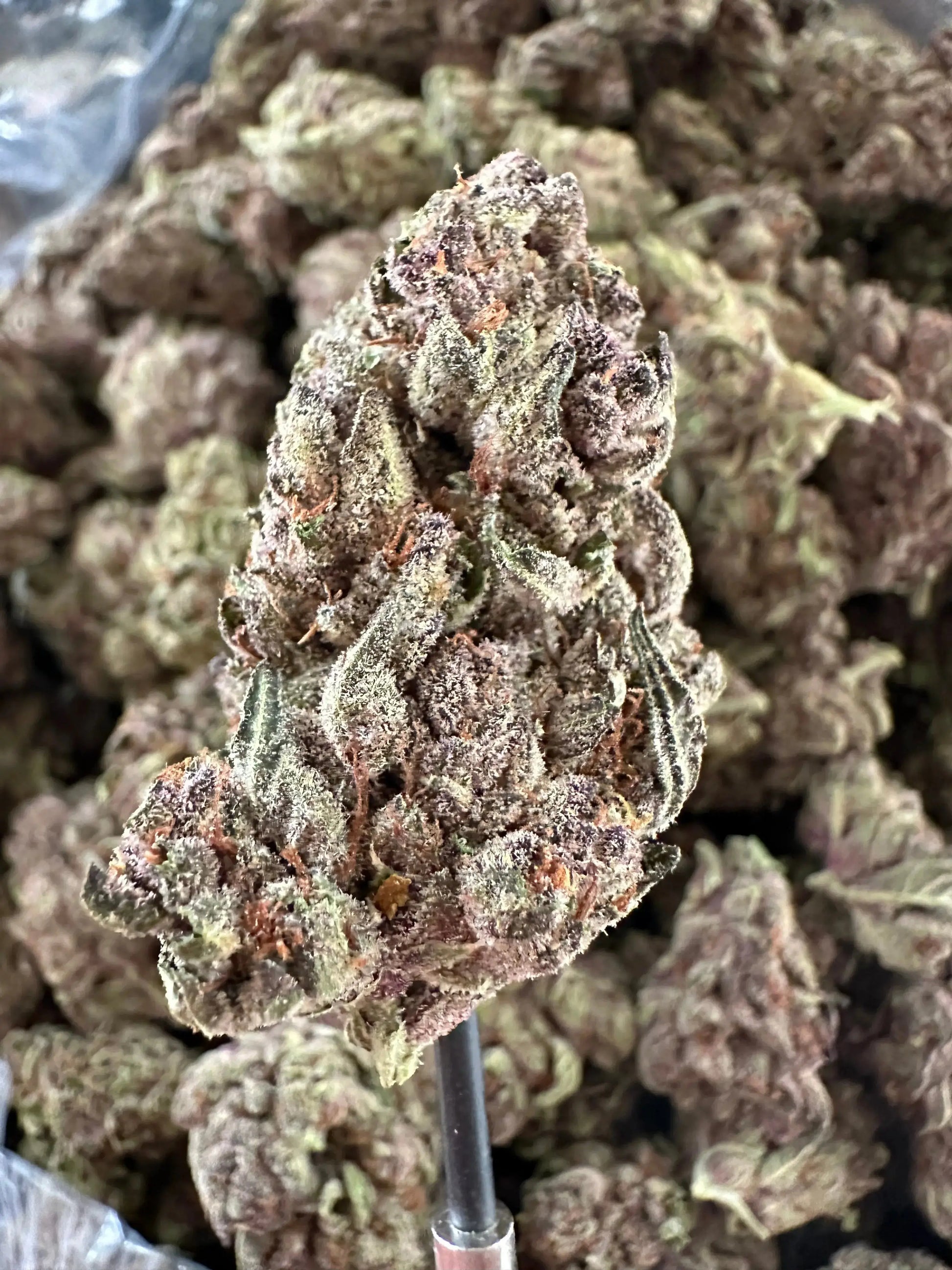 Frisco Labs - Exotic Indoor Tropicanna Cherry THCA 