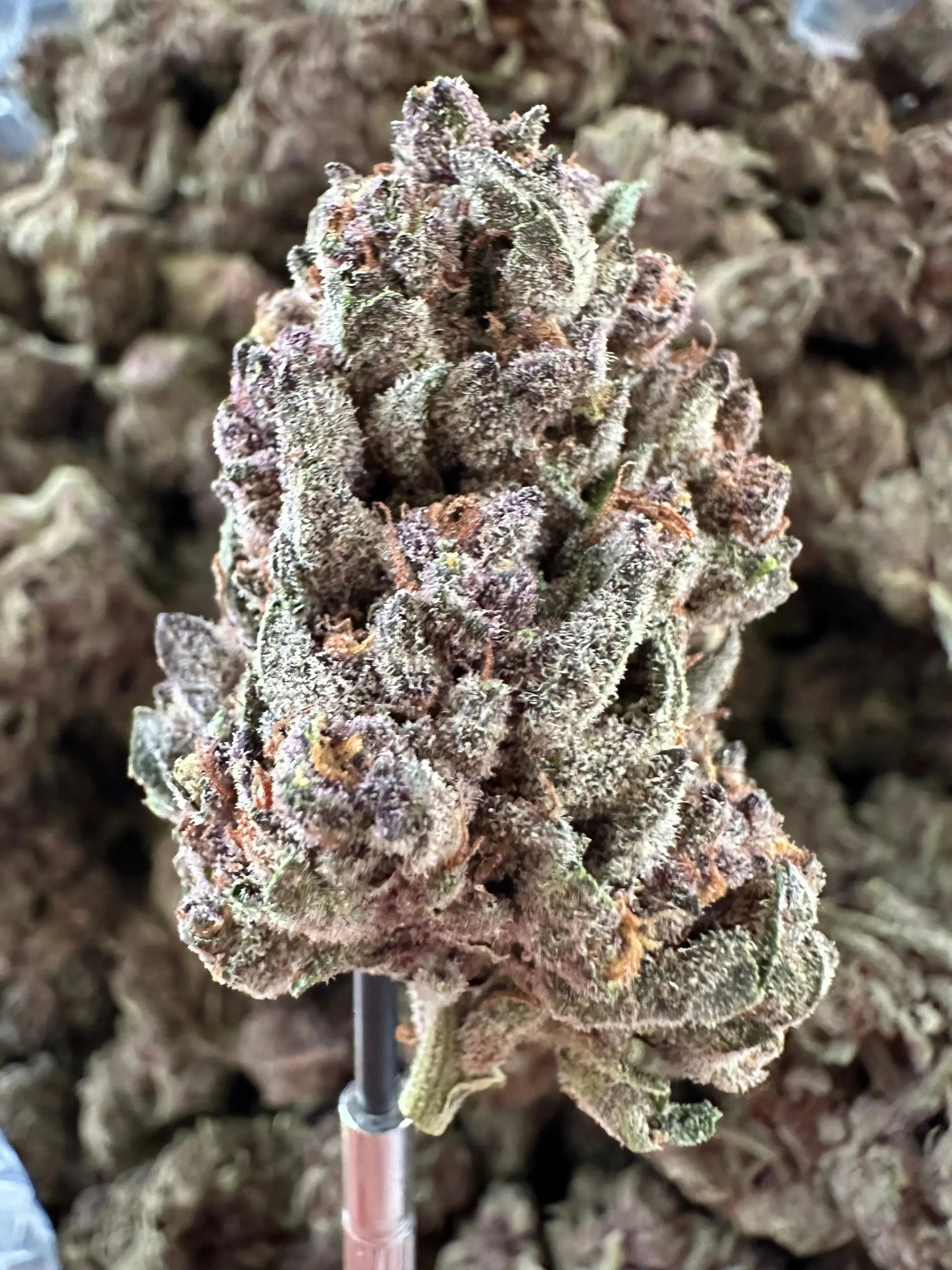 Frisco Labs - Exotic Indoor Tropicanna Cherry THCA 