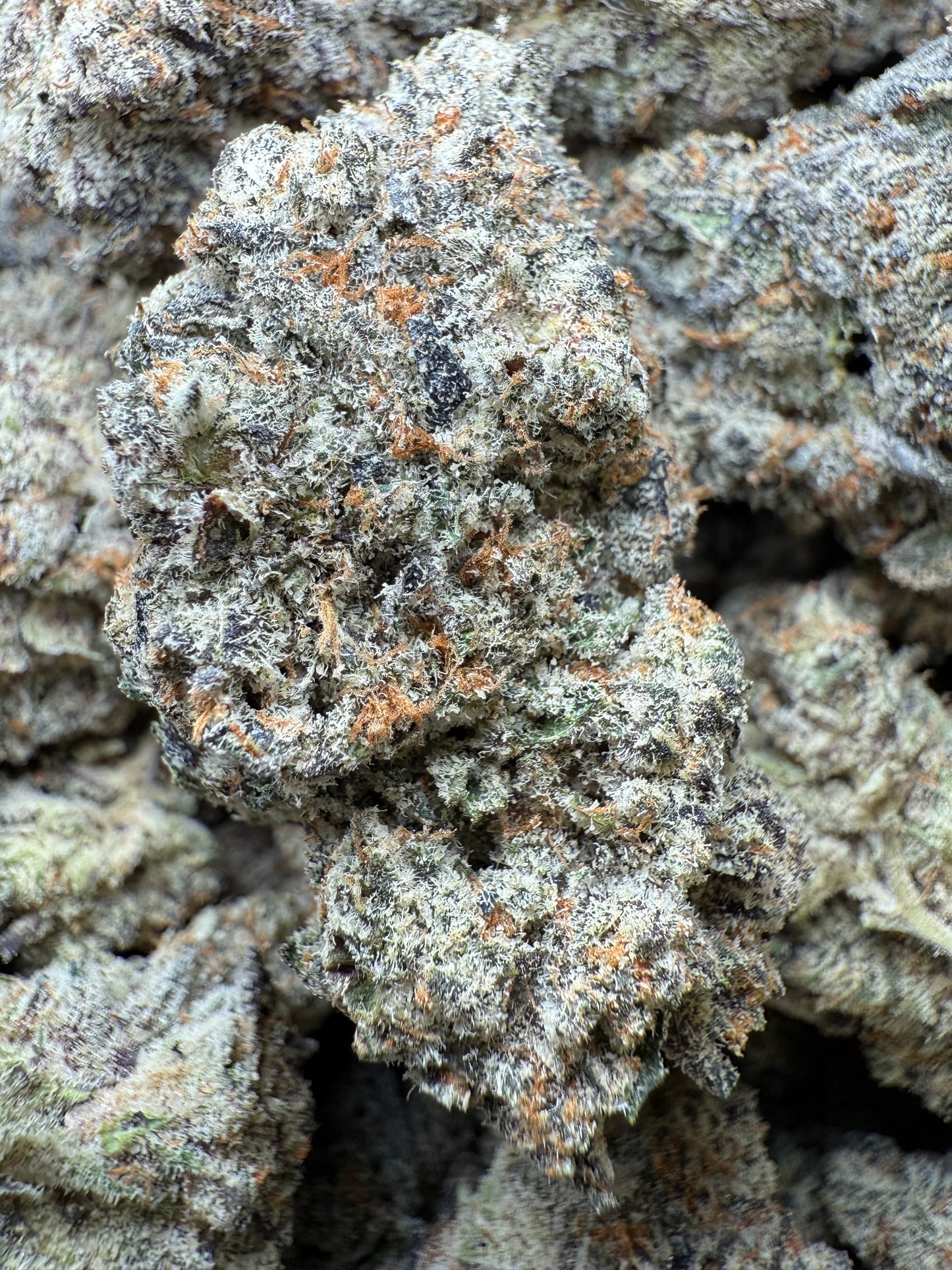 1 Pound AAAA - Lilac GMO THCA Strain Frisco Labs