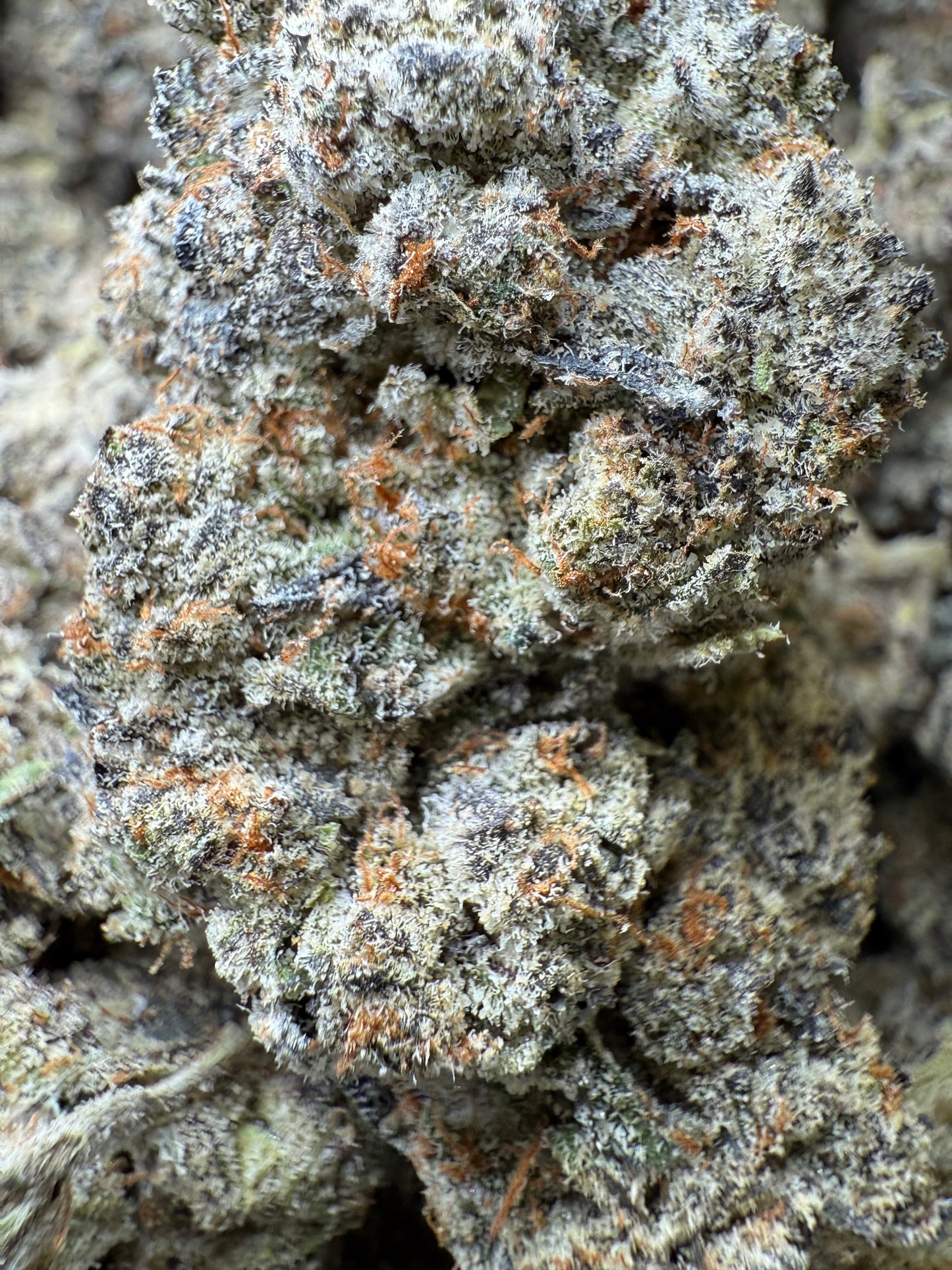 1 Pound AAAA - Lilac GMO THCA Strain Frisco Labs