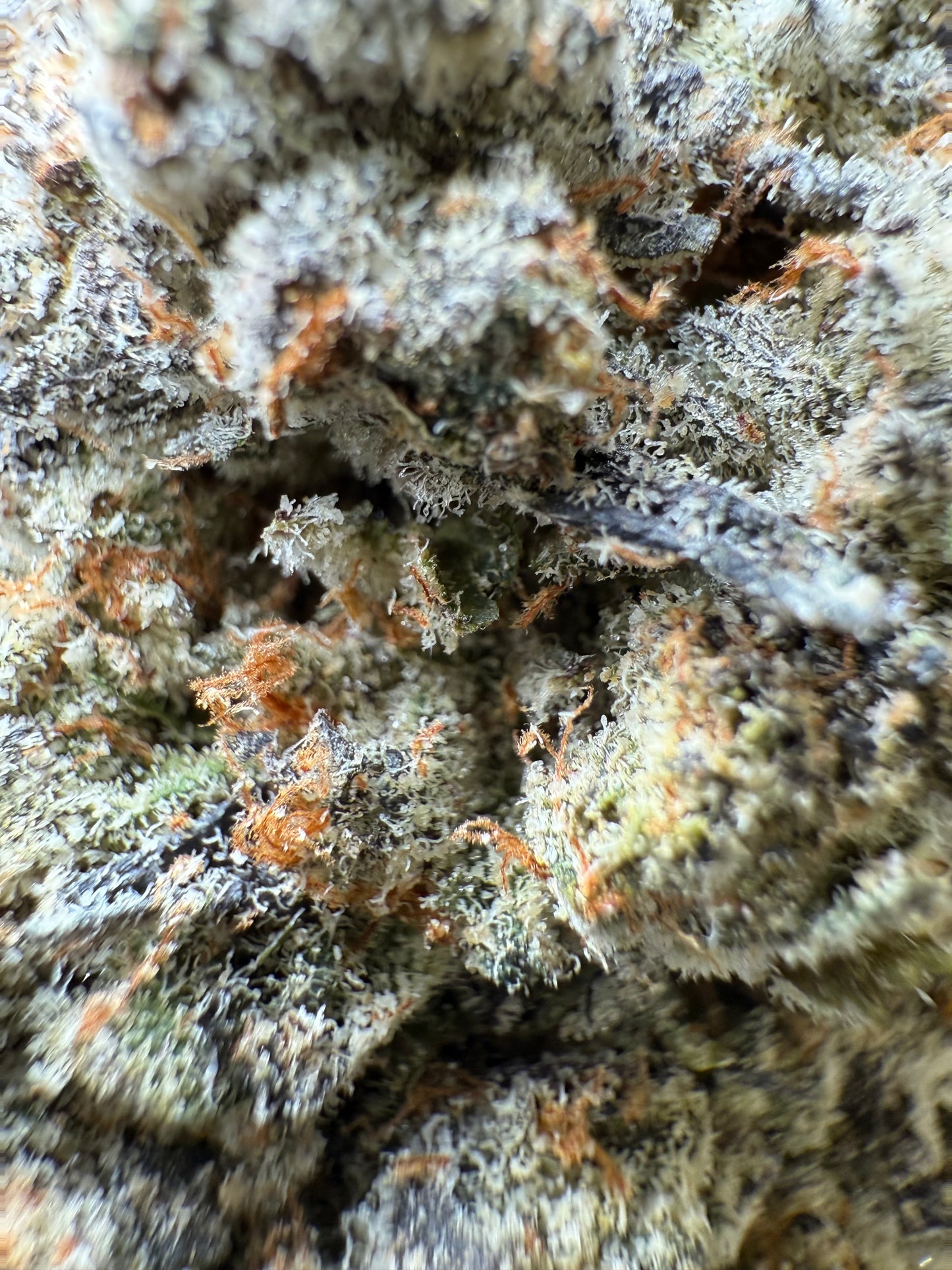 1 Pound AAAA - Lilac GMO THCA Strain Frisco Labs