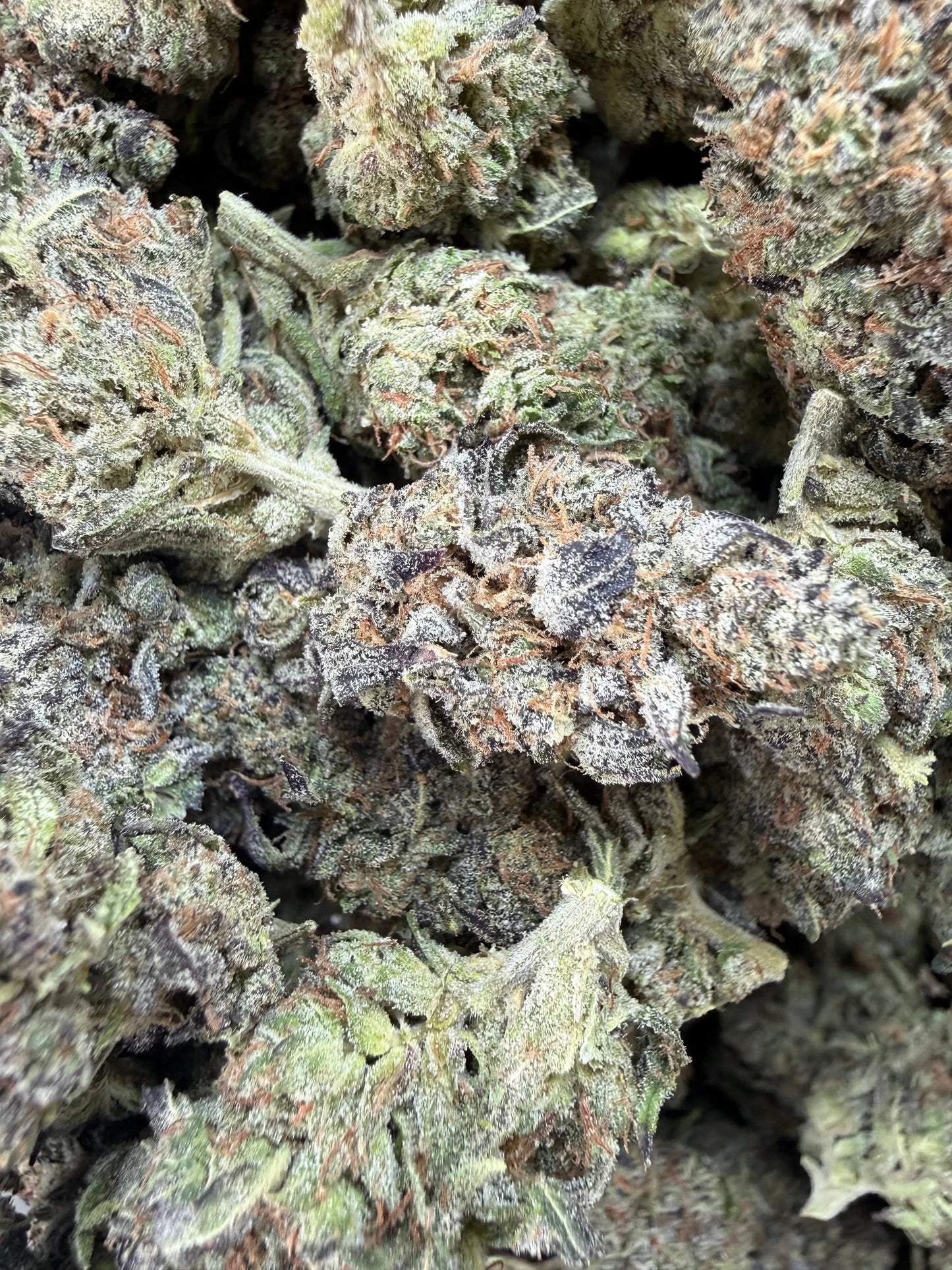 1 Pound -  Bahama Mama THCA Strain Frisco Labs