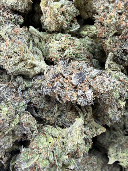 1 Pound -  Bahama Mama THCA Strain Frisco Labs